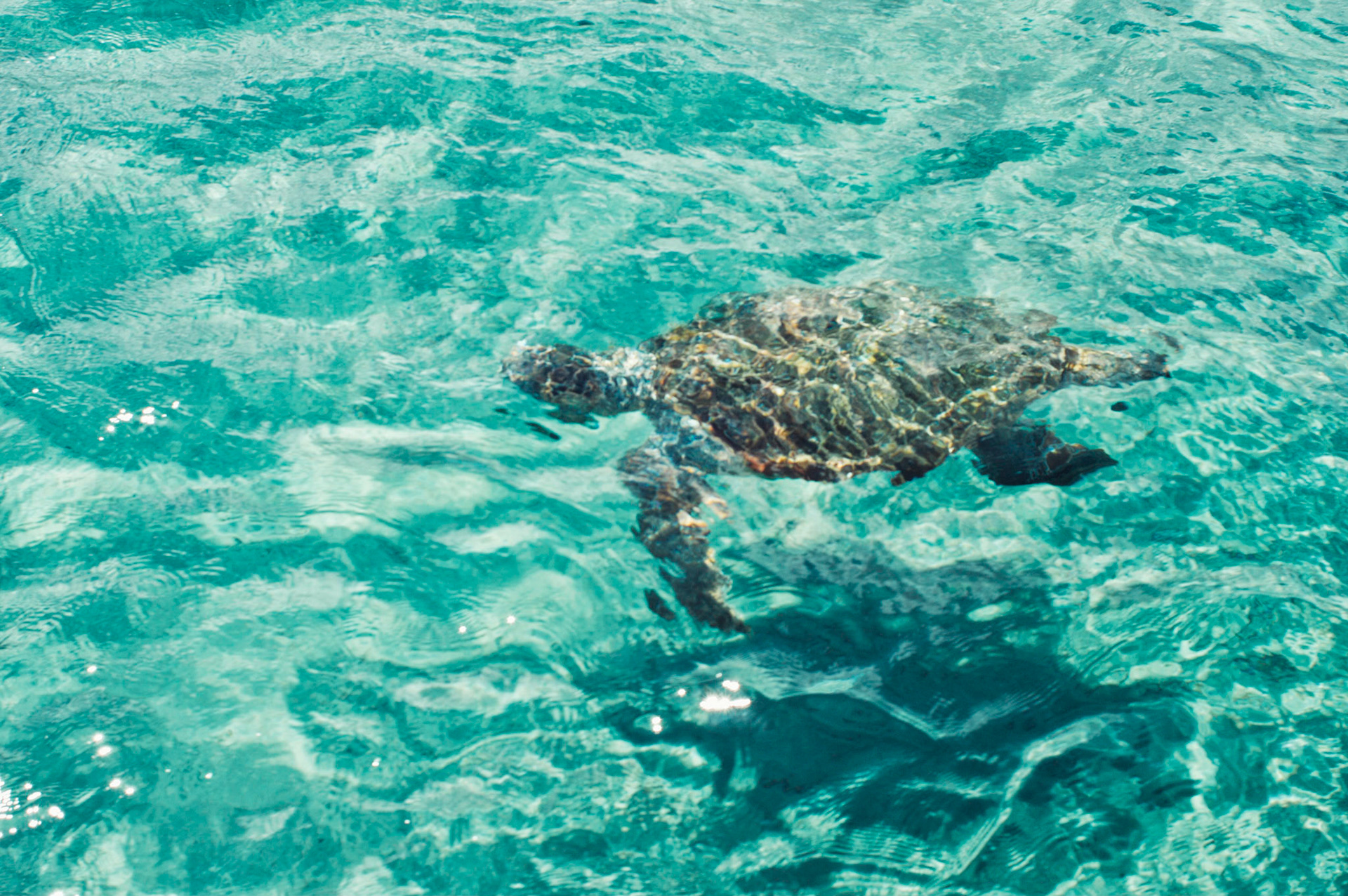 Zante, 2016