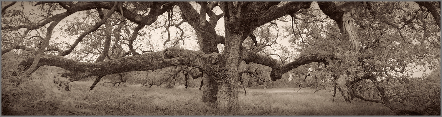 2005 - 2     19" x 72"   Edition of 10     9.5" x 36"   Edition of 50