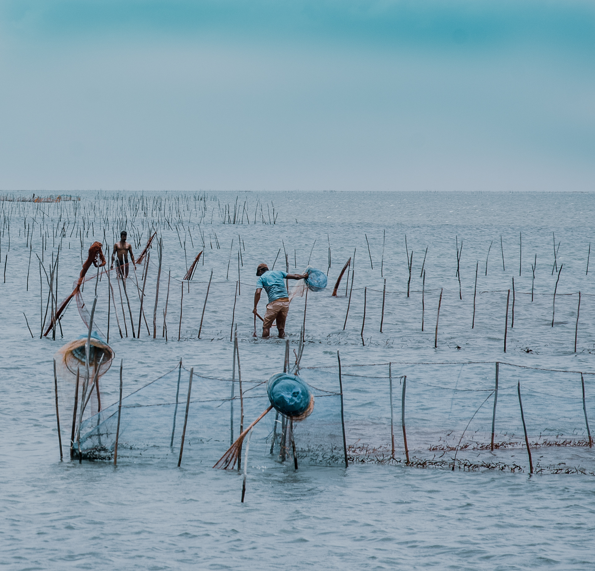 Blue catch