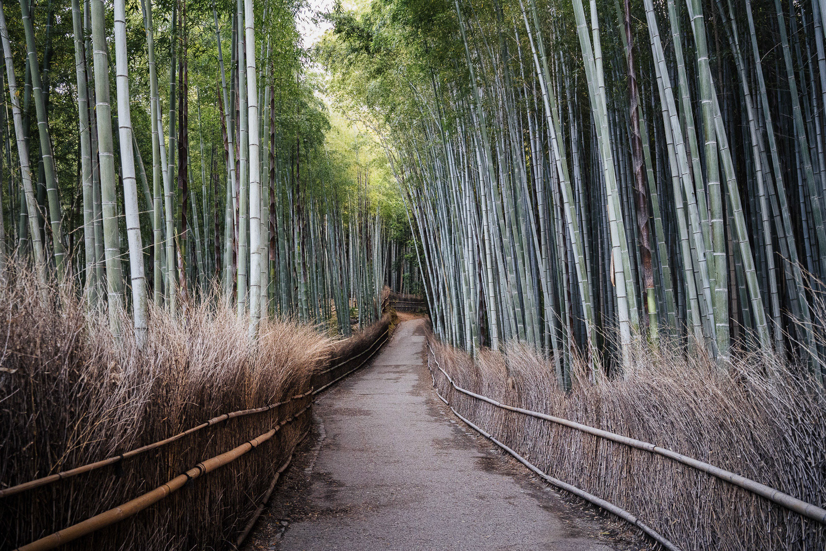 Kyoto, Japan 2019