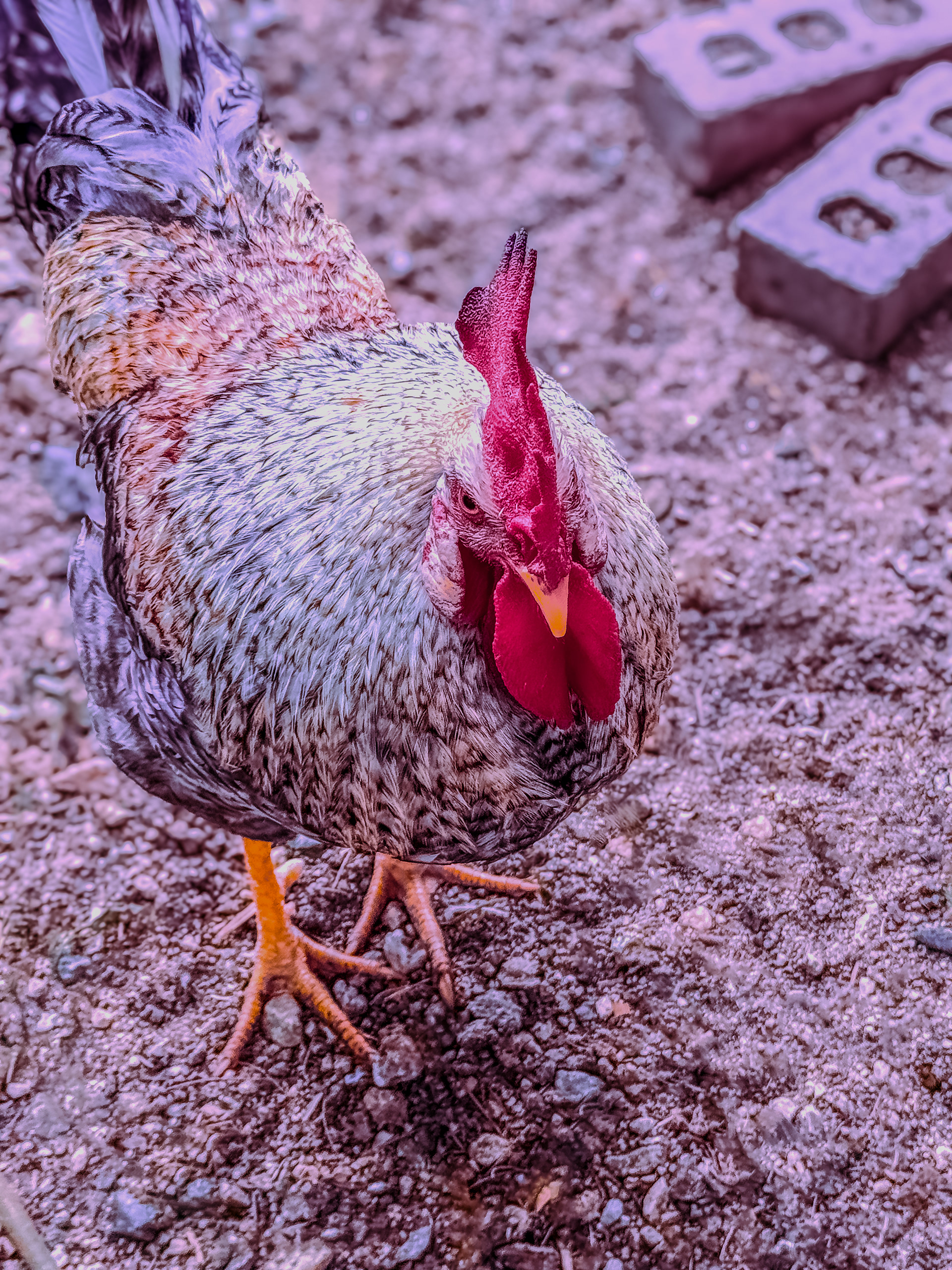 Rooster Walking Through Coop