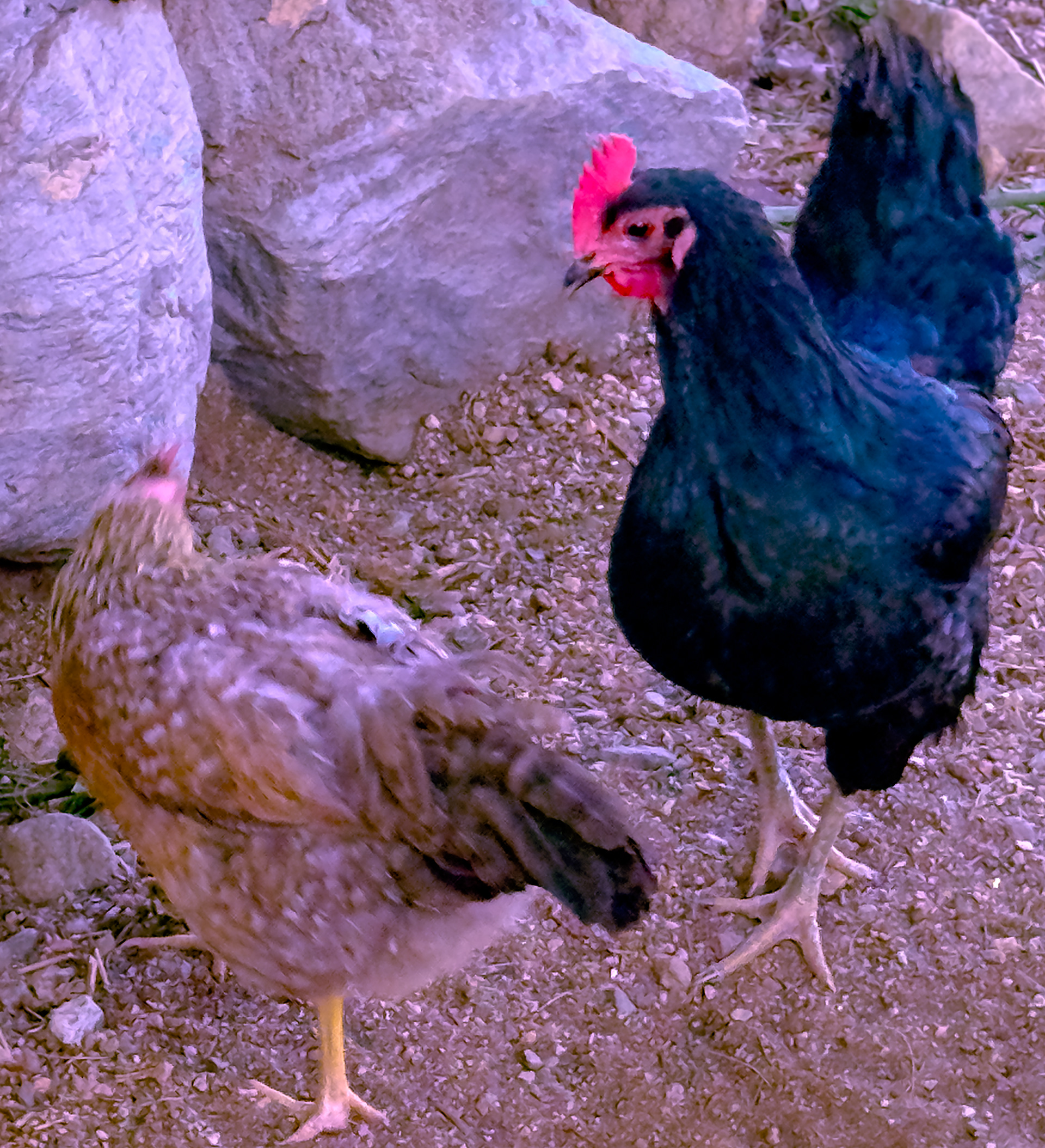 Dominant Hen