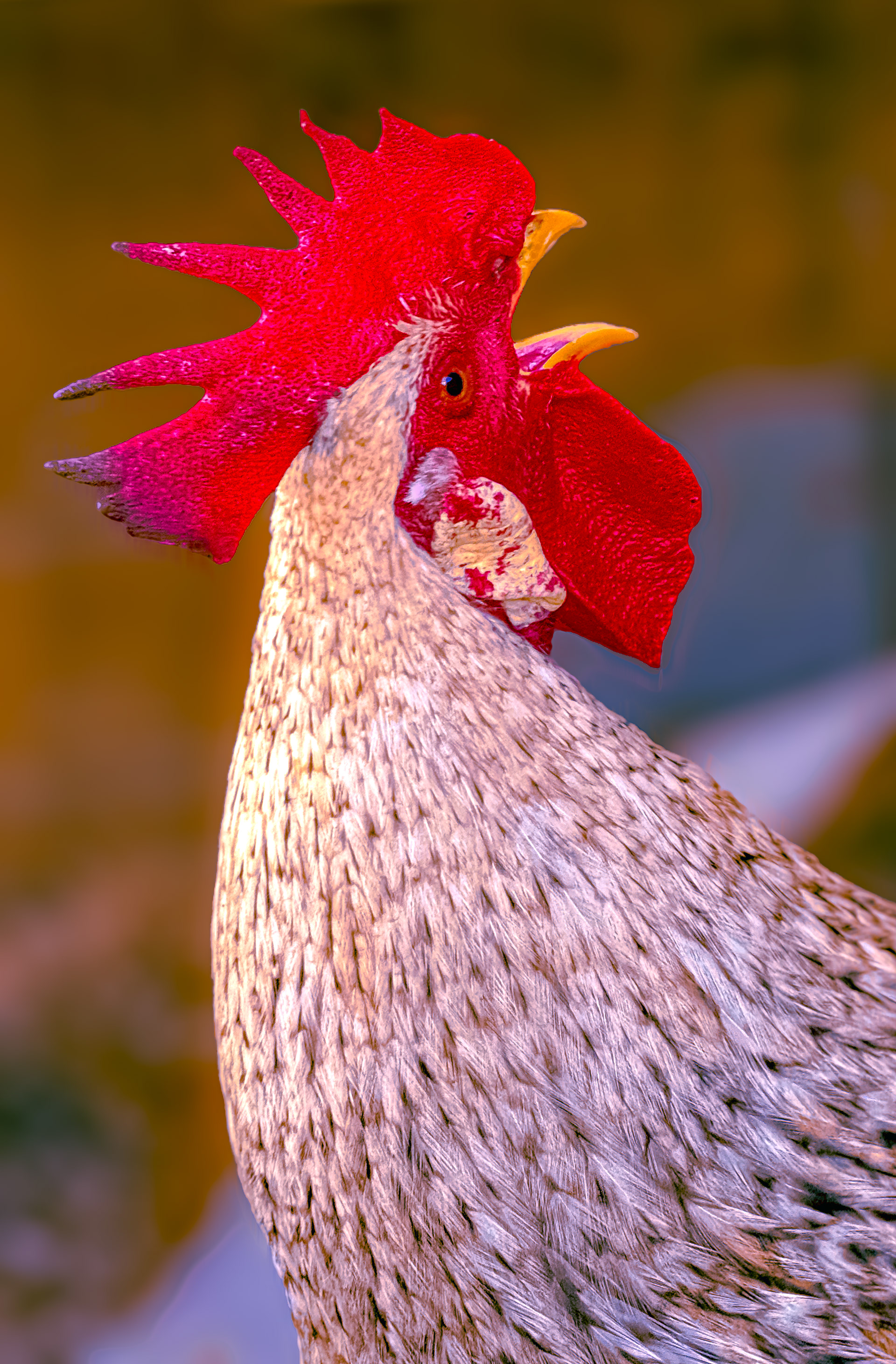Rooster Crowing
