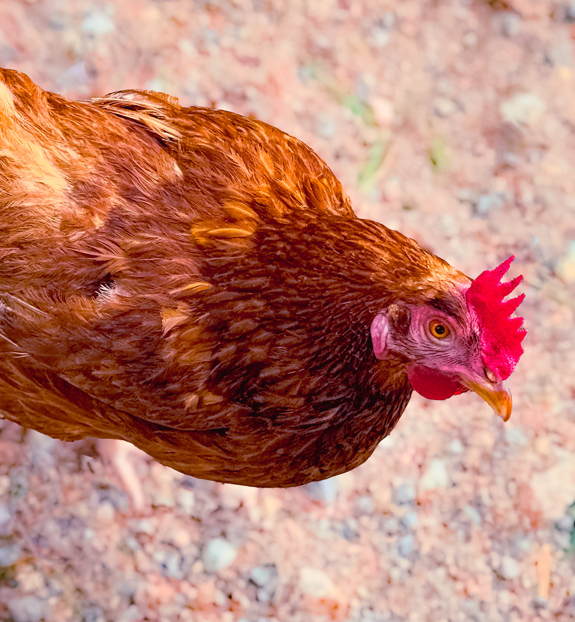 Curious Hen