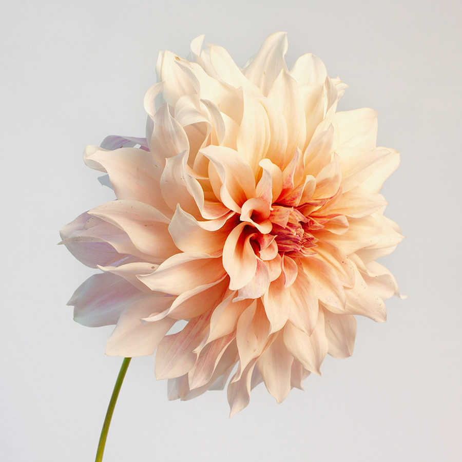 Cafe AuLait - bloom