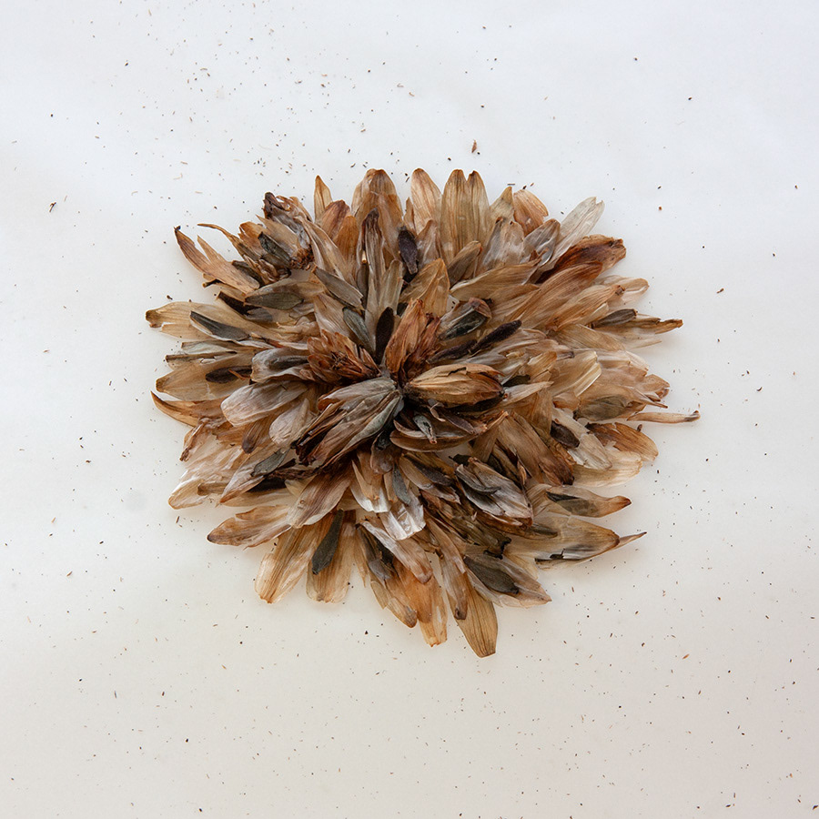Seeds unknown