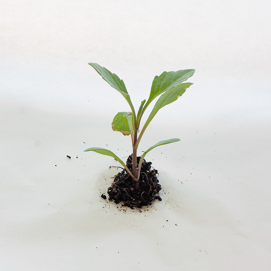 Unknown 3 - seedling