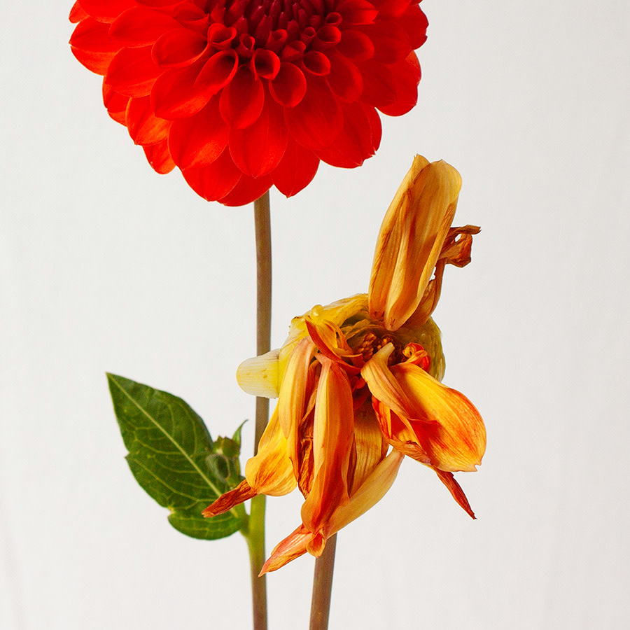 Sebastians - bloom and wilt on stem