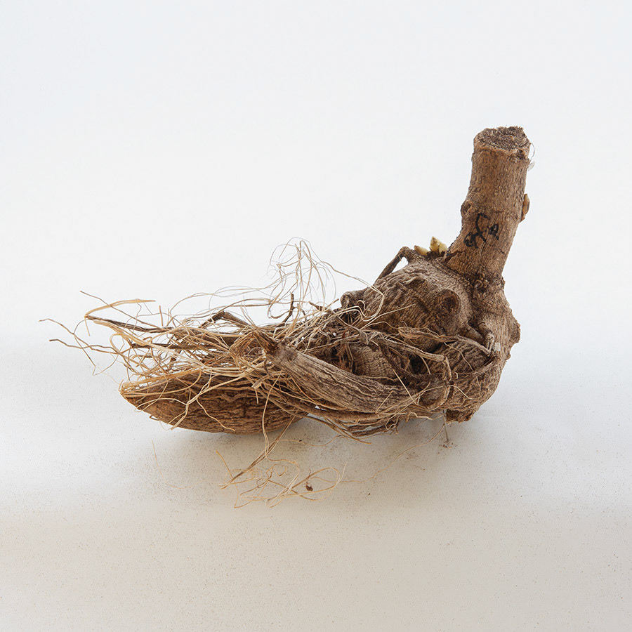 Cafe Au Lait - tuber