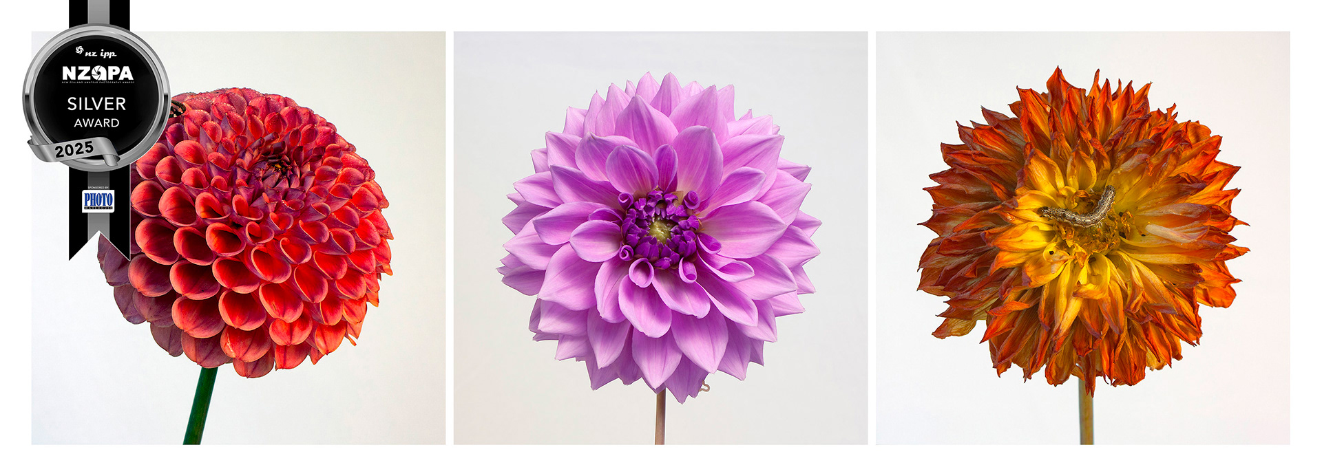 Various Blooms with Insects