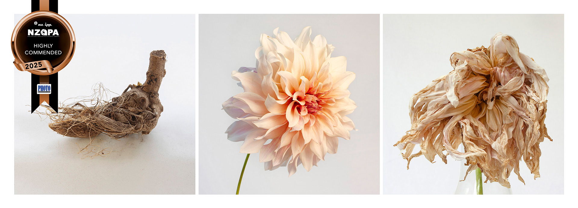 Triptych Cafe Au Lait - Tuber, bloom & wilt