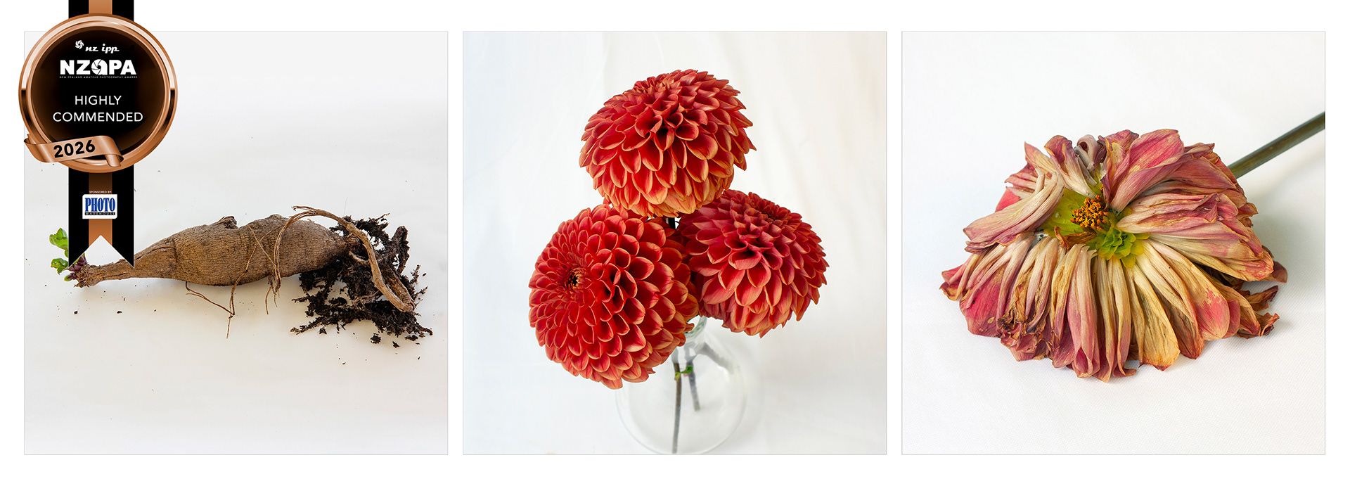 Triptych Jomanda - Tuber, bloom & wilt