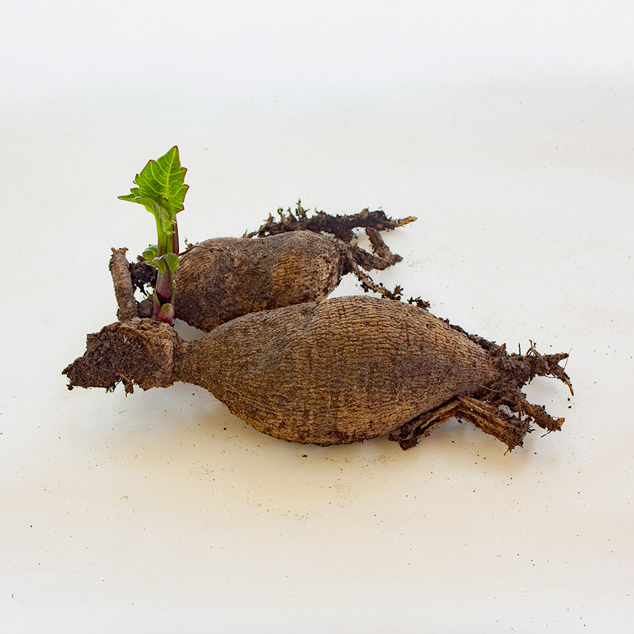 Caitlins Joy - tuber sprout