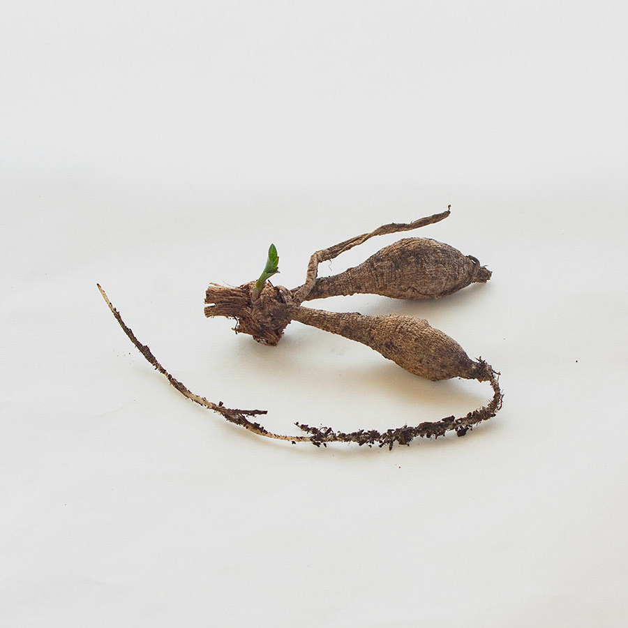 KH Mystery - tuber sprout