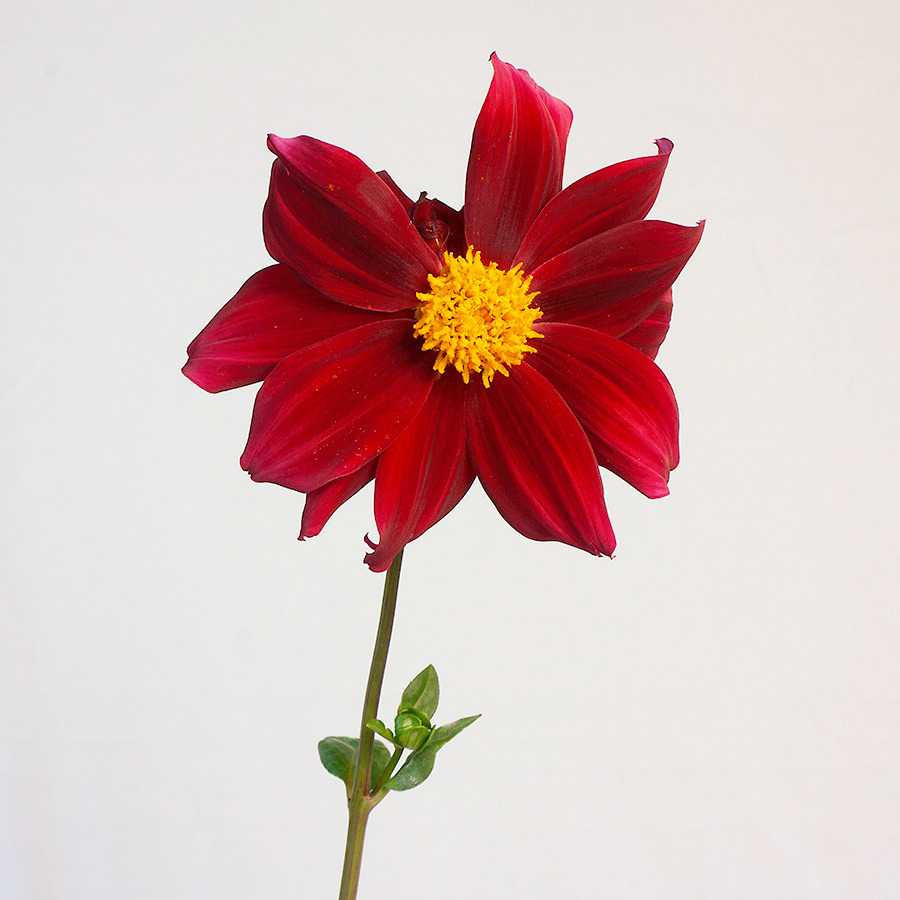 Unknown 3 - bloom and bud