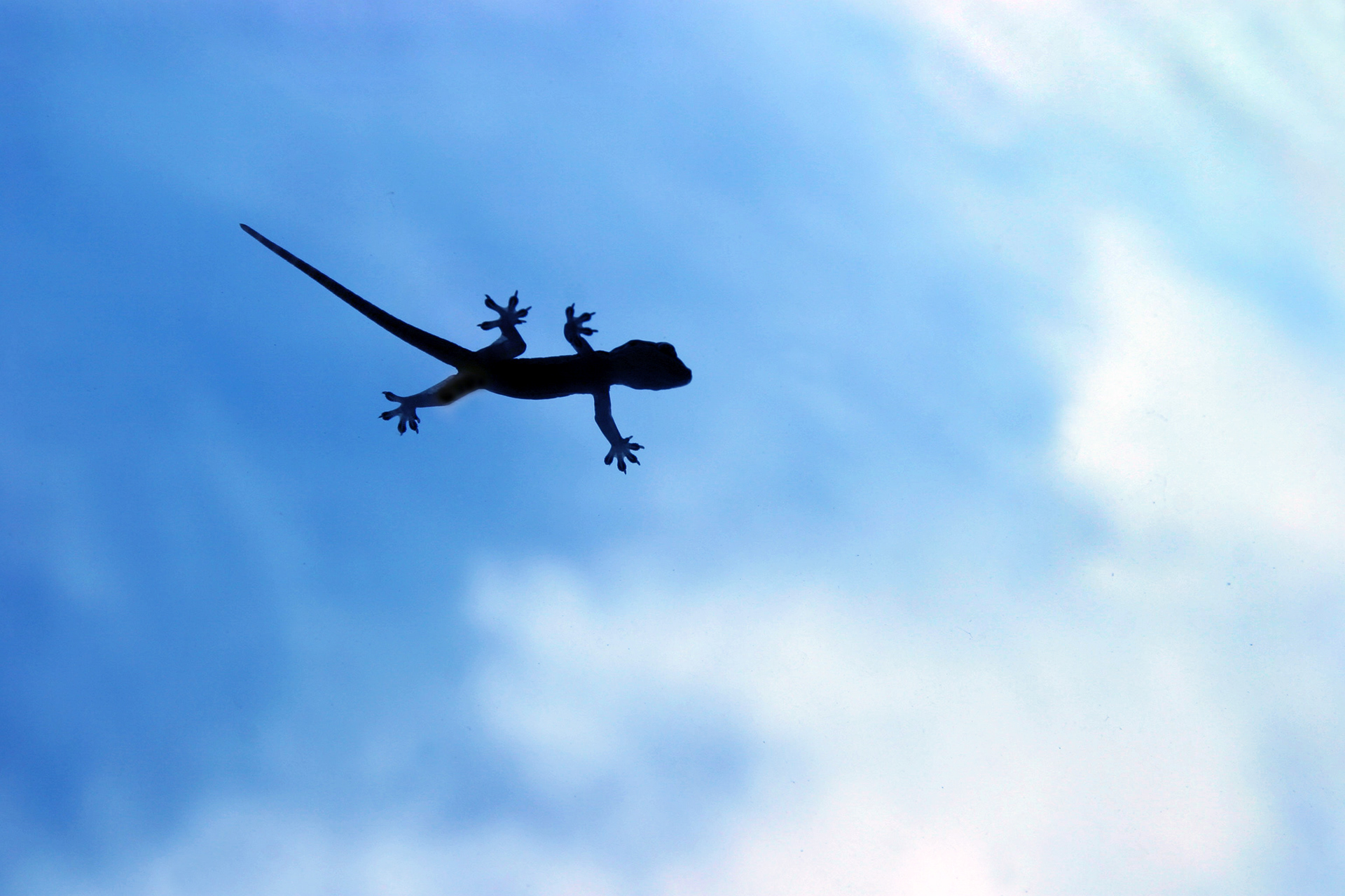 sky lizard