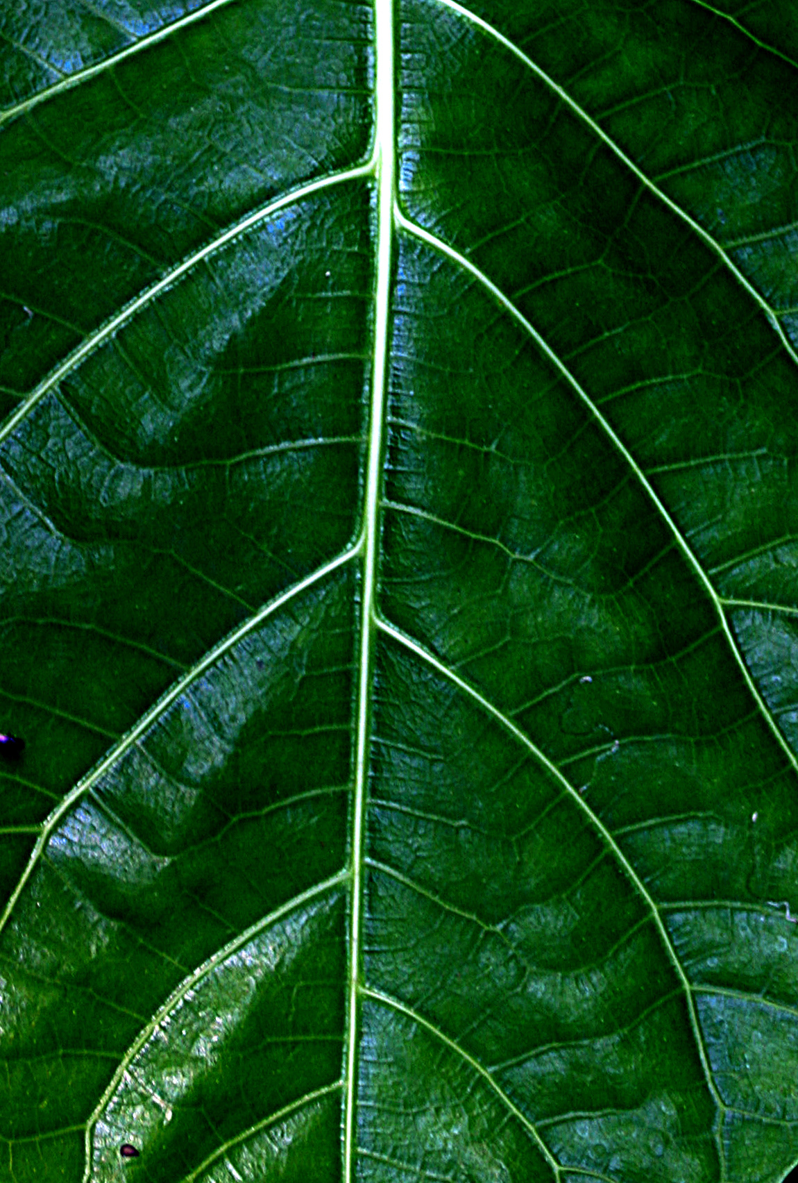 green veins