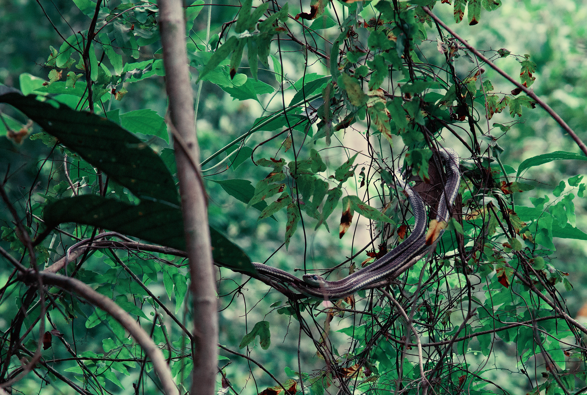 Snake Branch