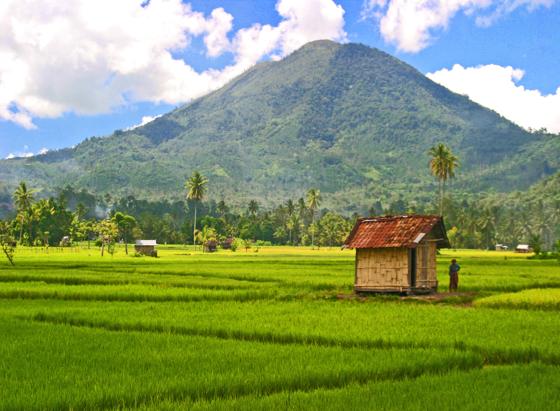My rice field