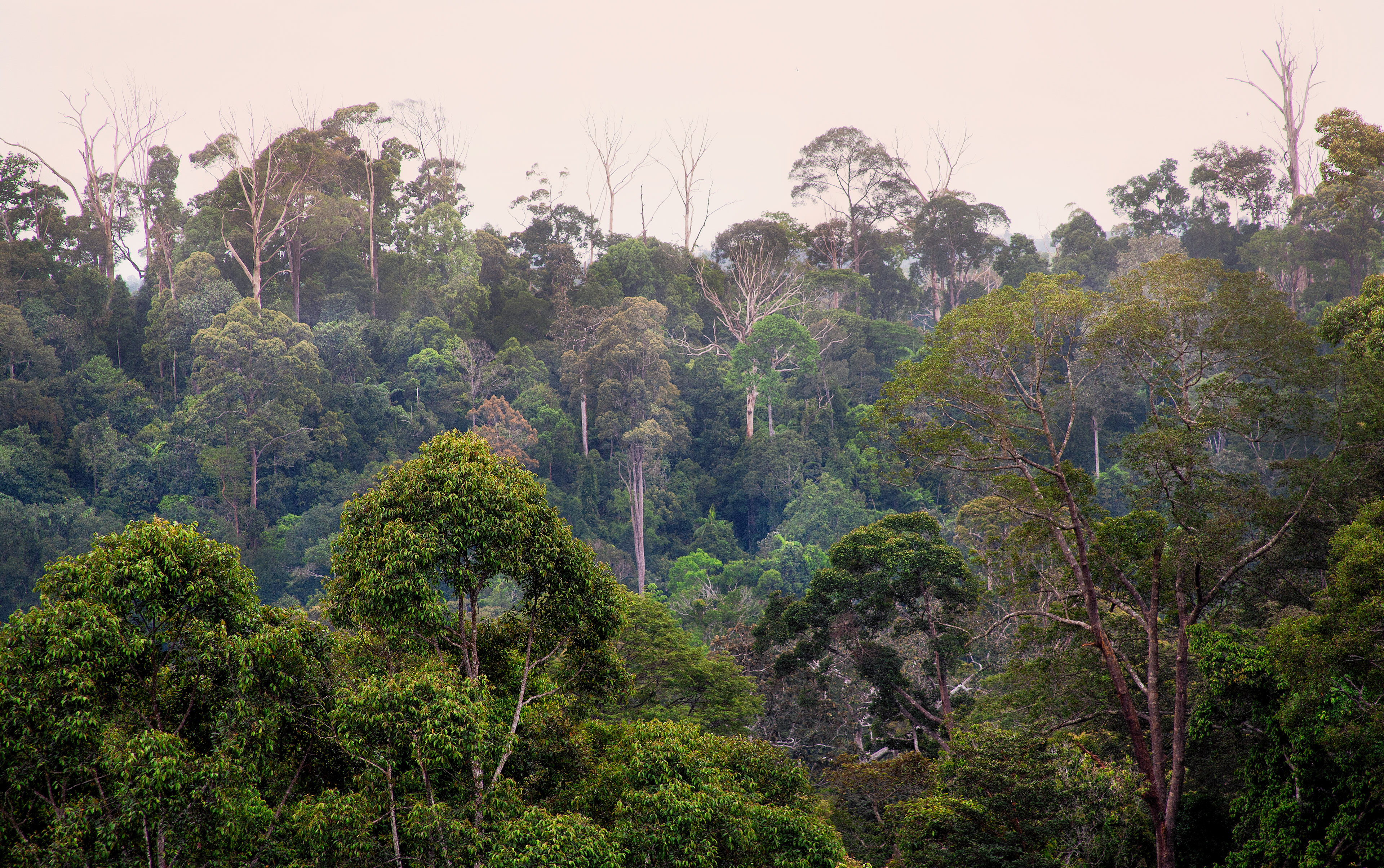 Kalimantan
