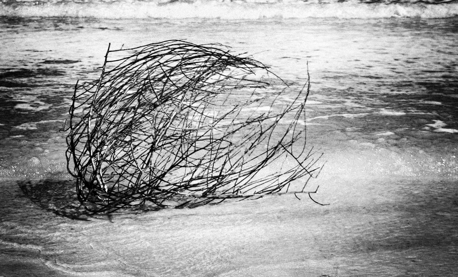 tumbleweed waves