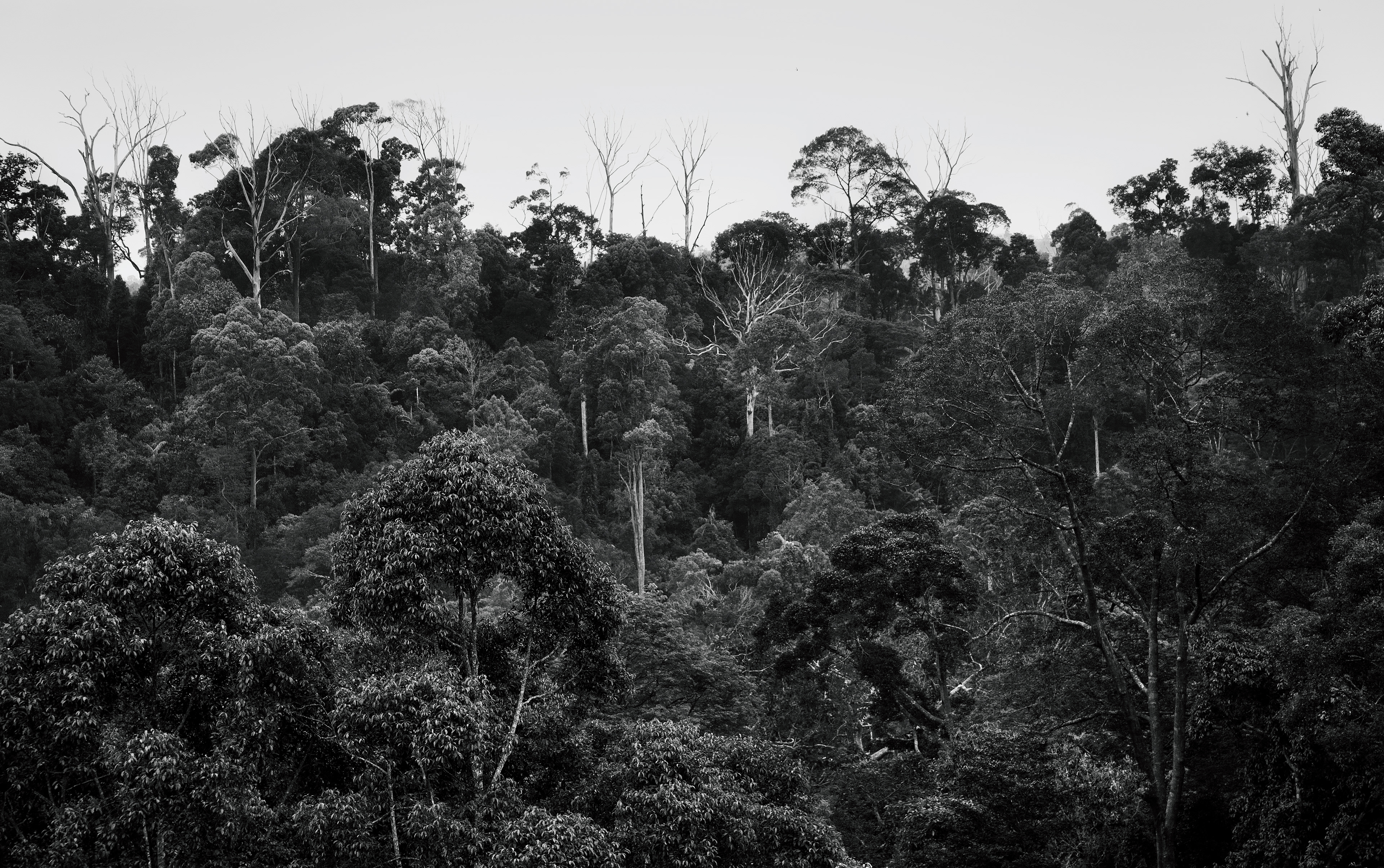 BORNEO