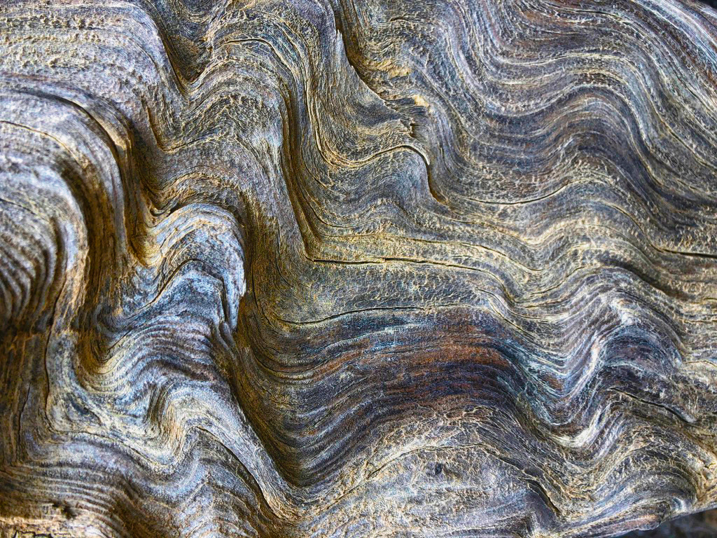 Worrying Wood
