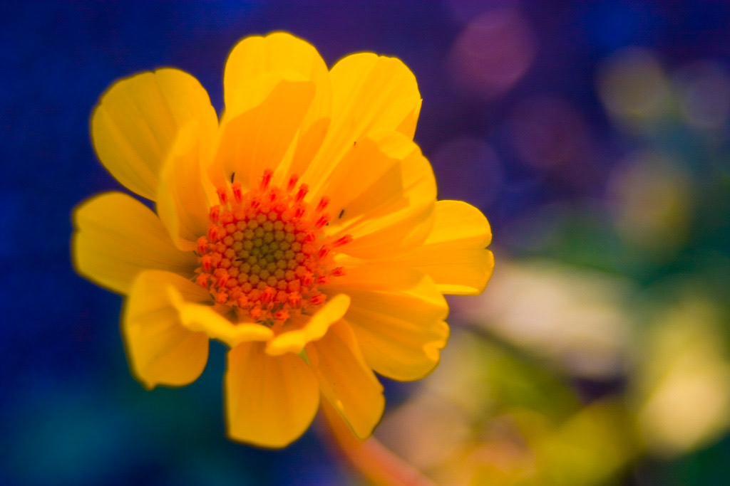 desert flower