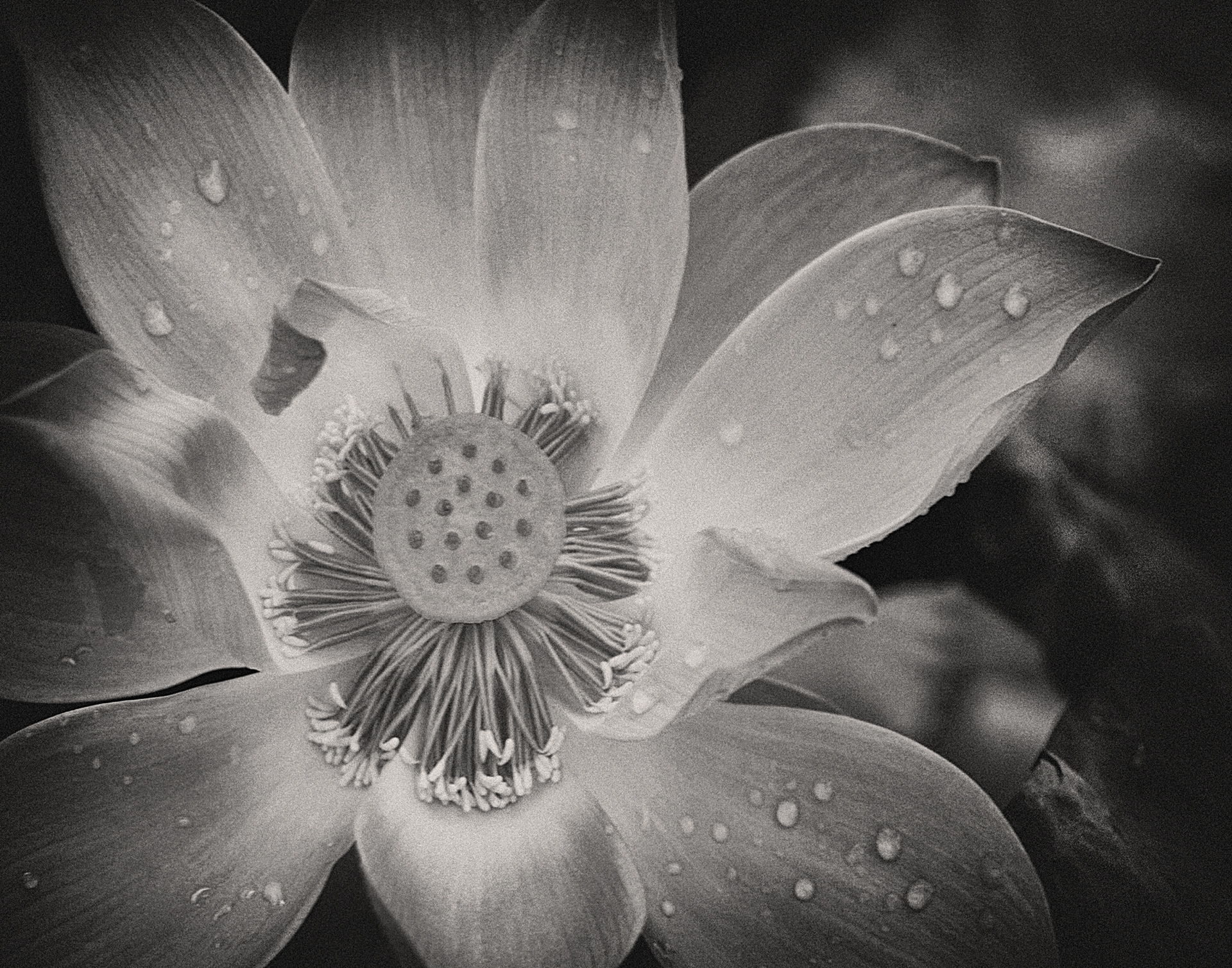 water Lilly