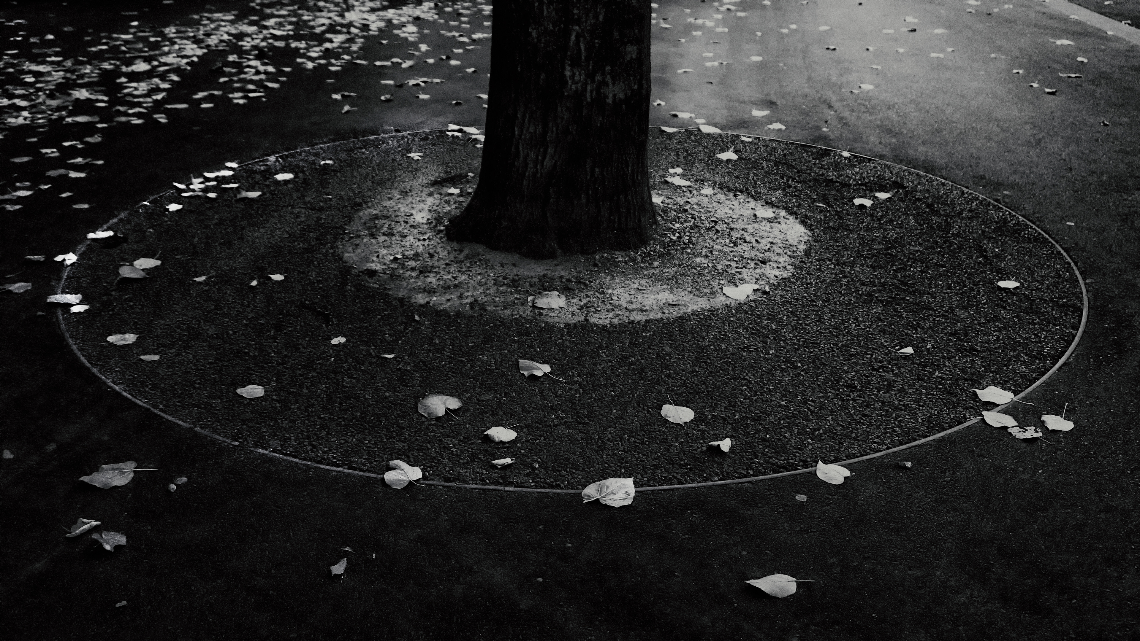 one tree