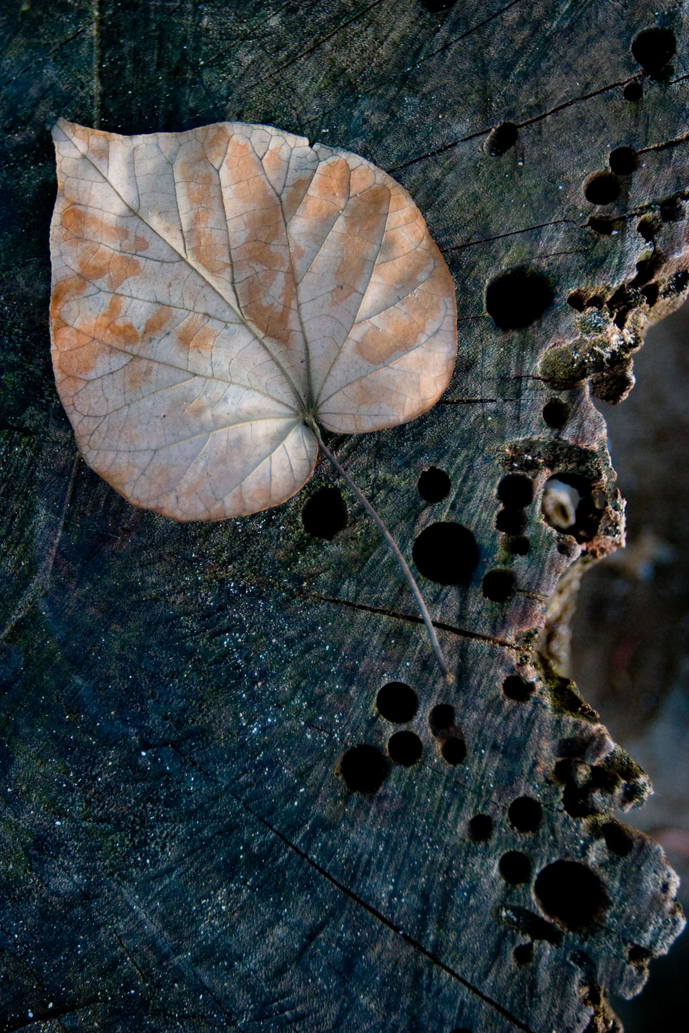 beach leaf