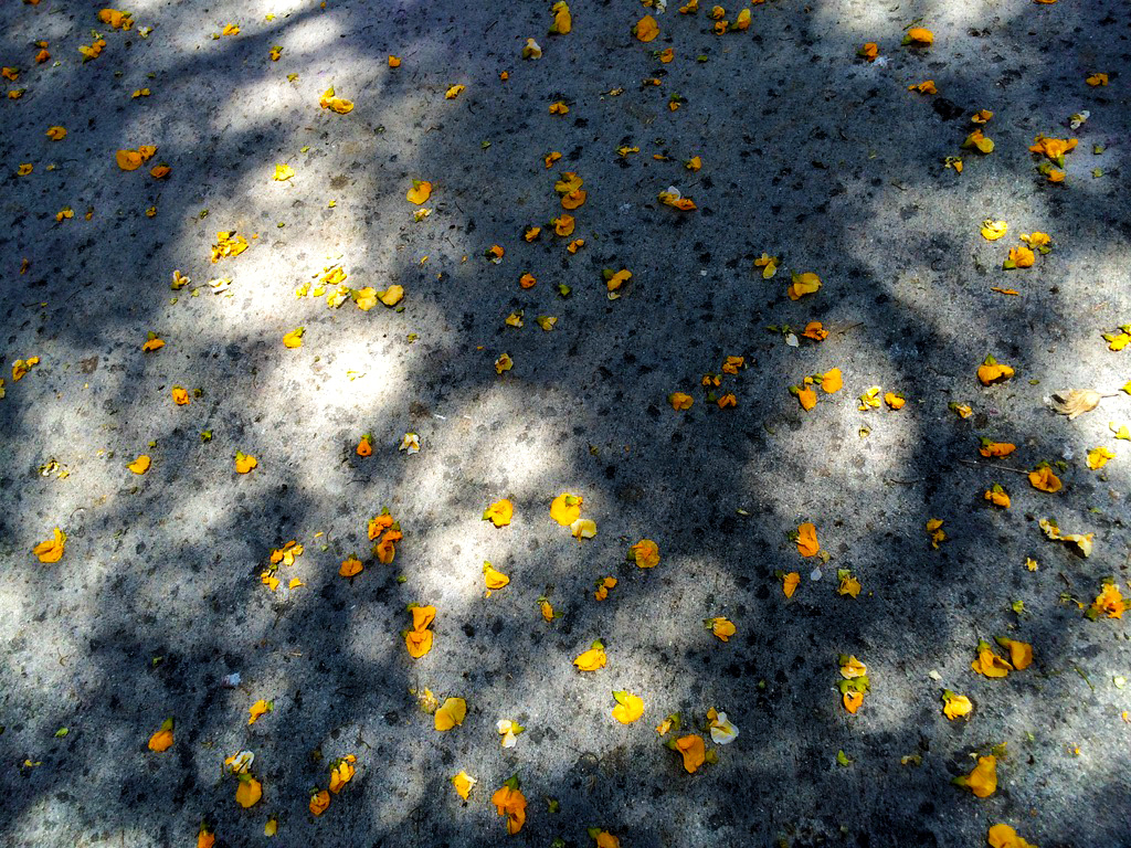 Yellow Fall