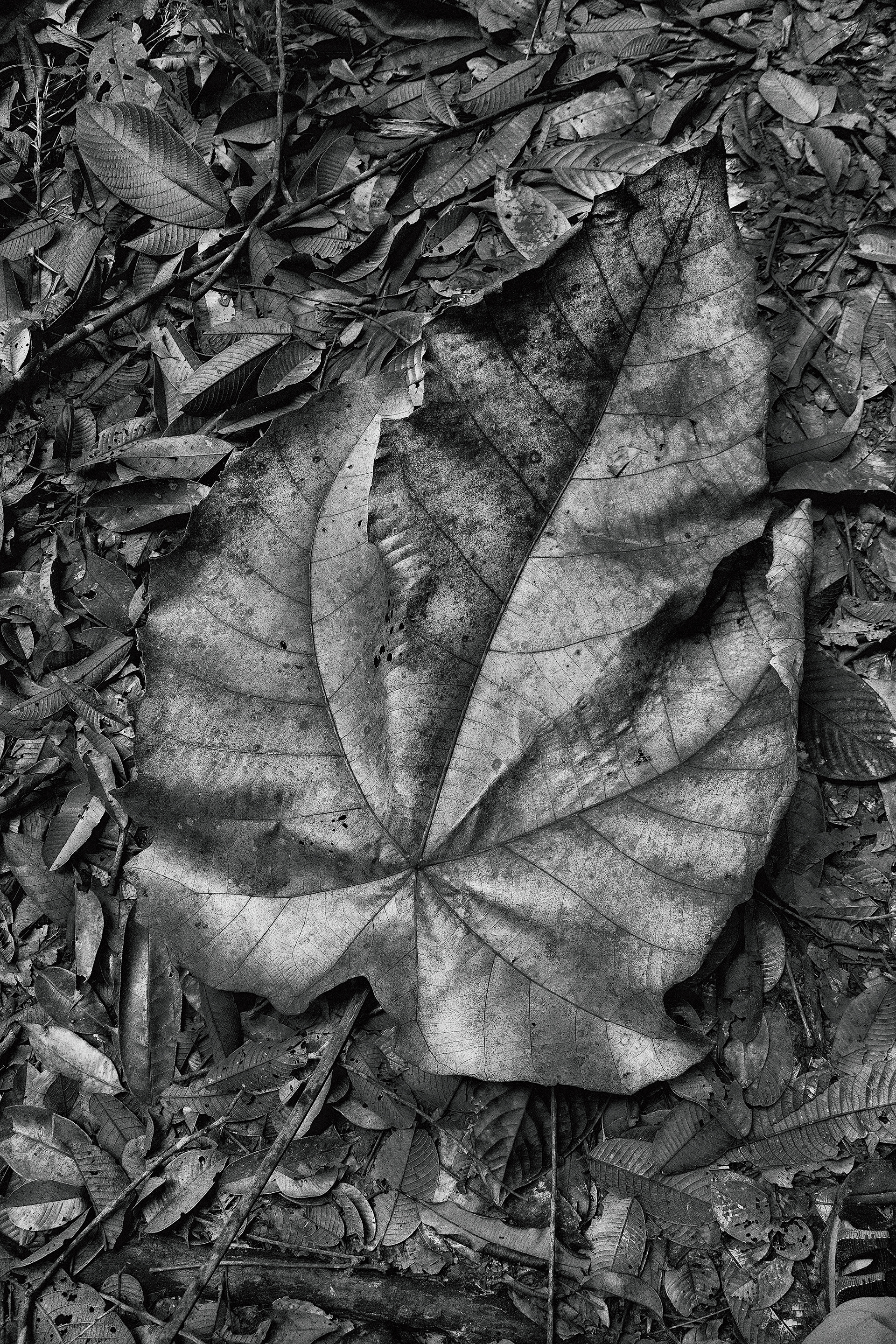 really big leaf