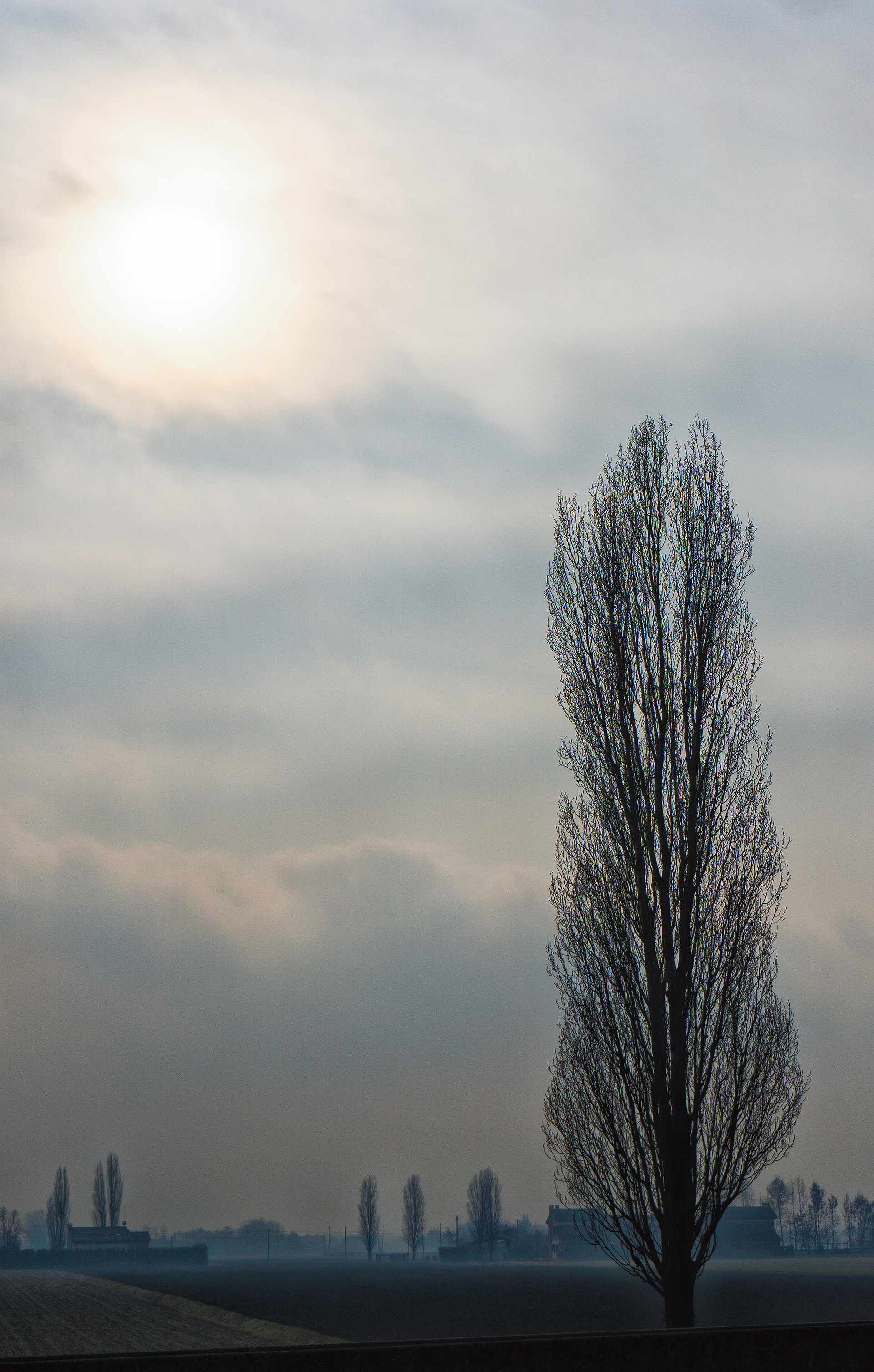 Tuscan Feather