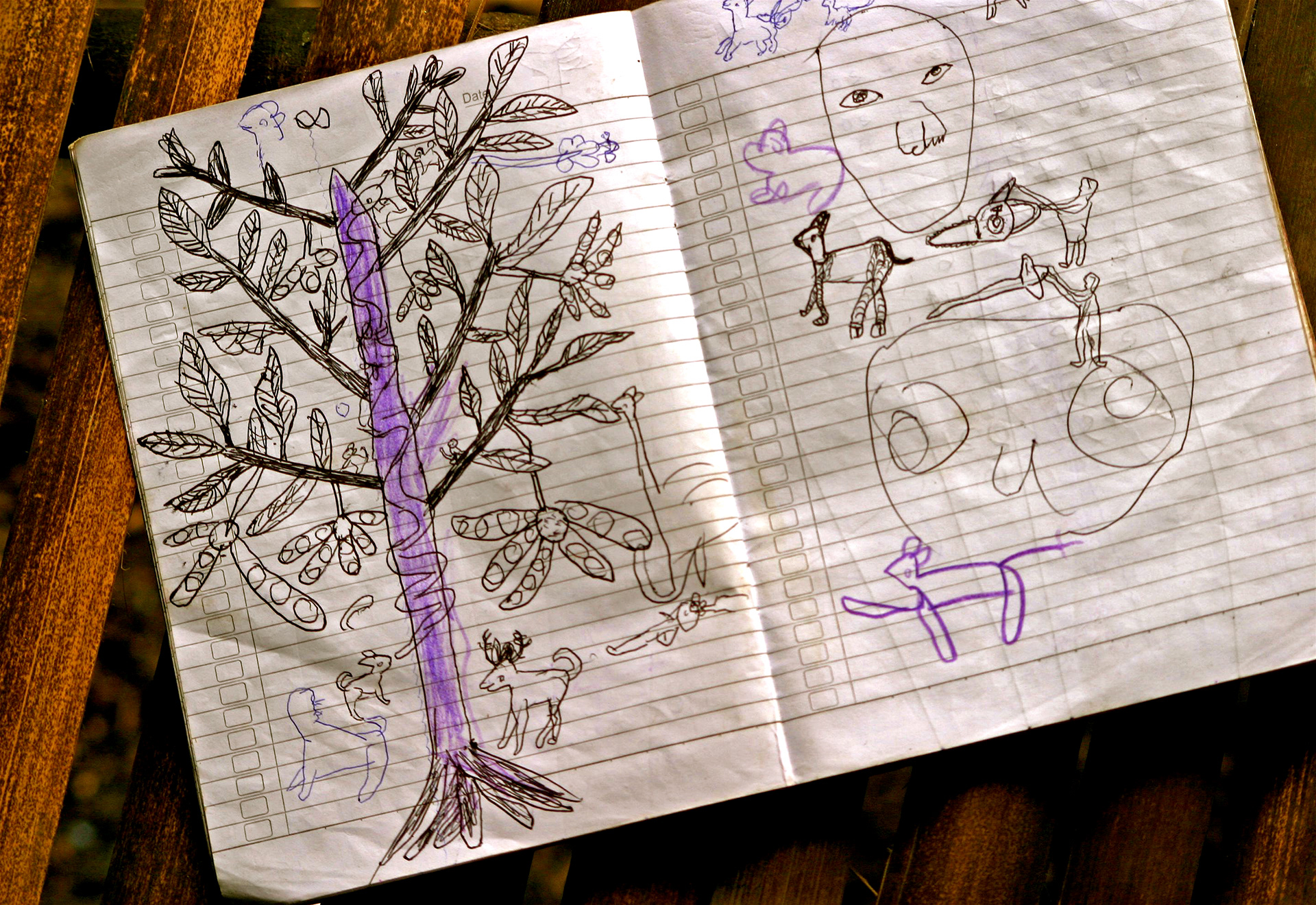 rainforest illustrations 