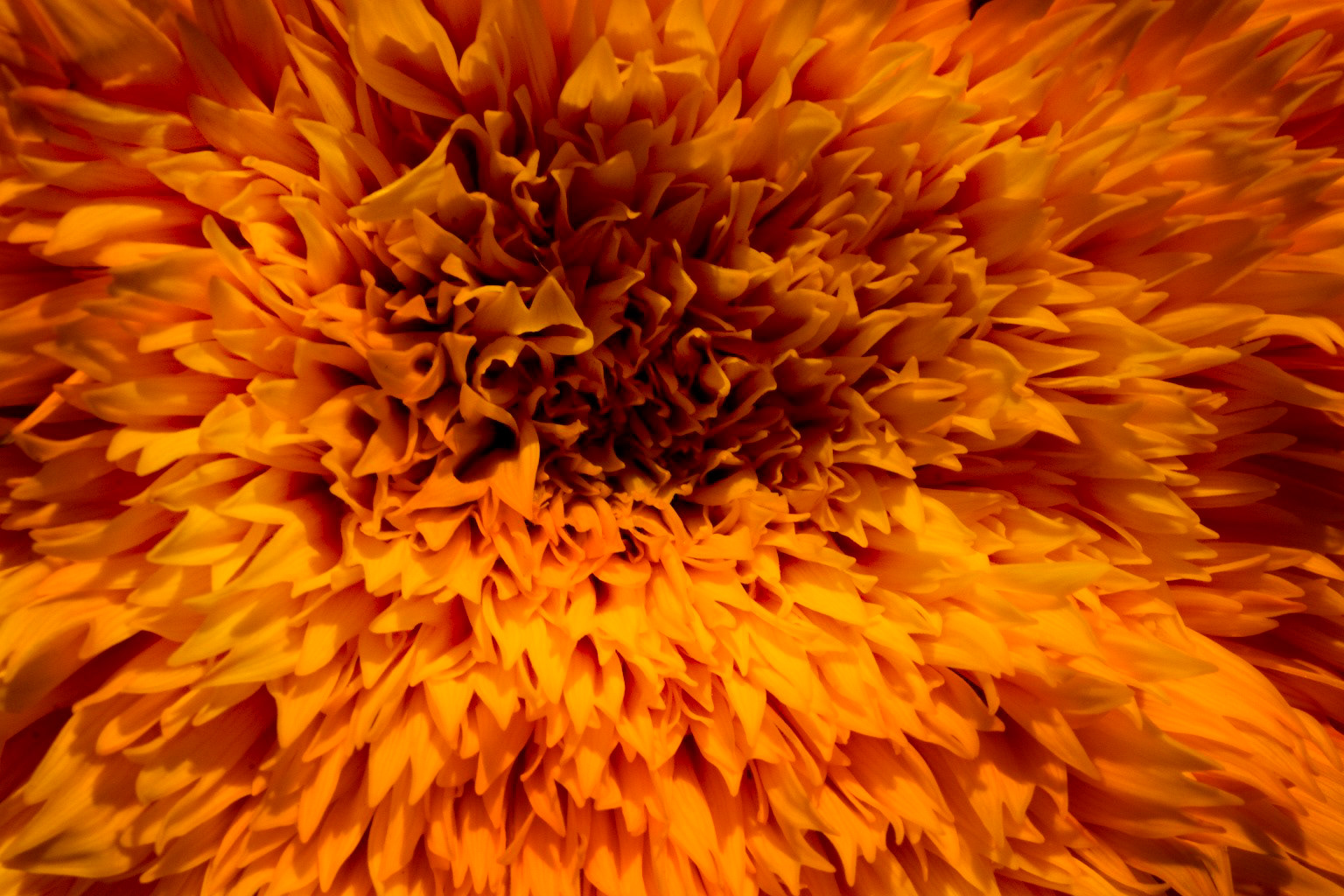 solar flower