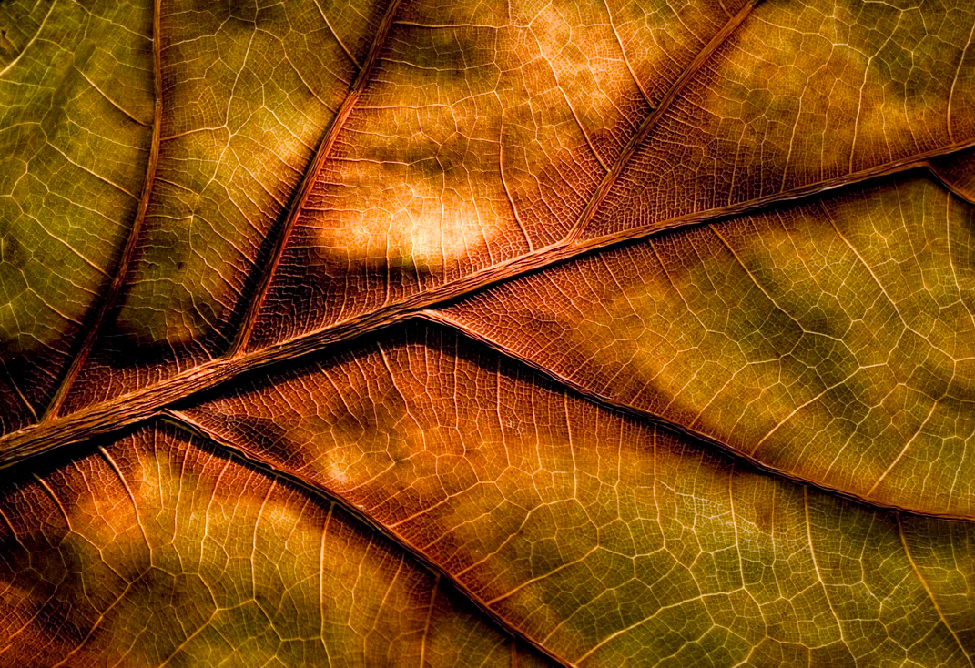 Leaf Life