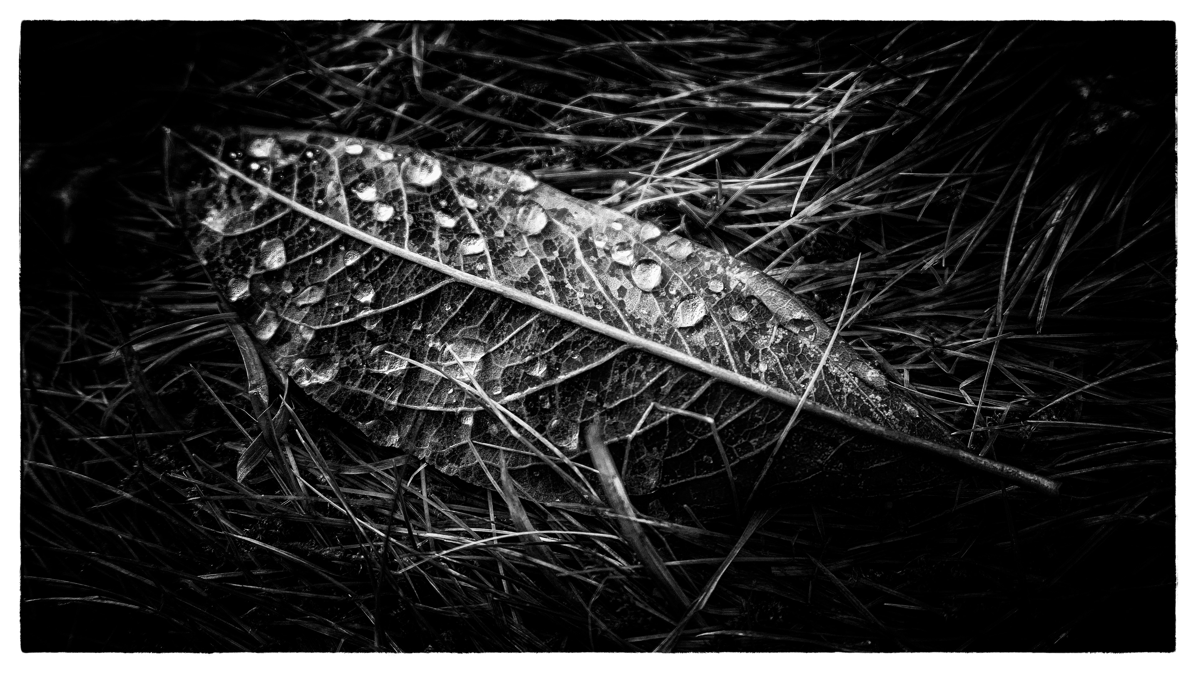 leaf tears