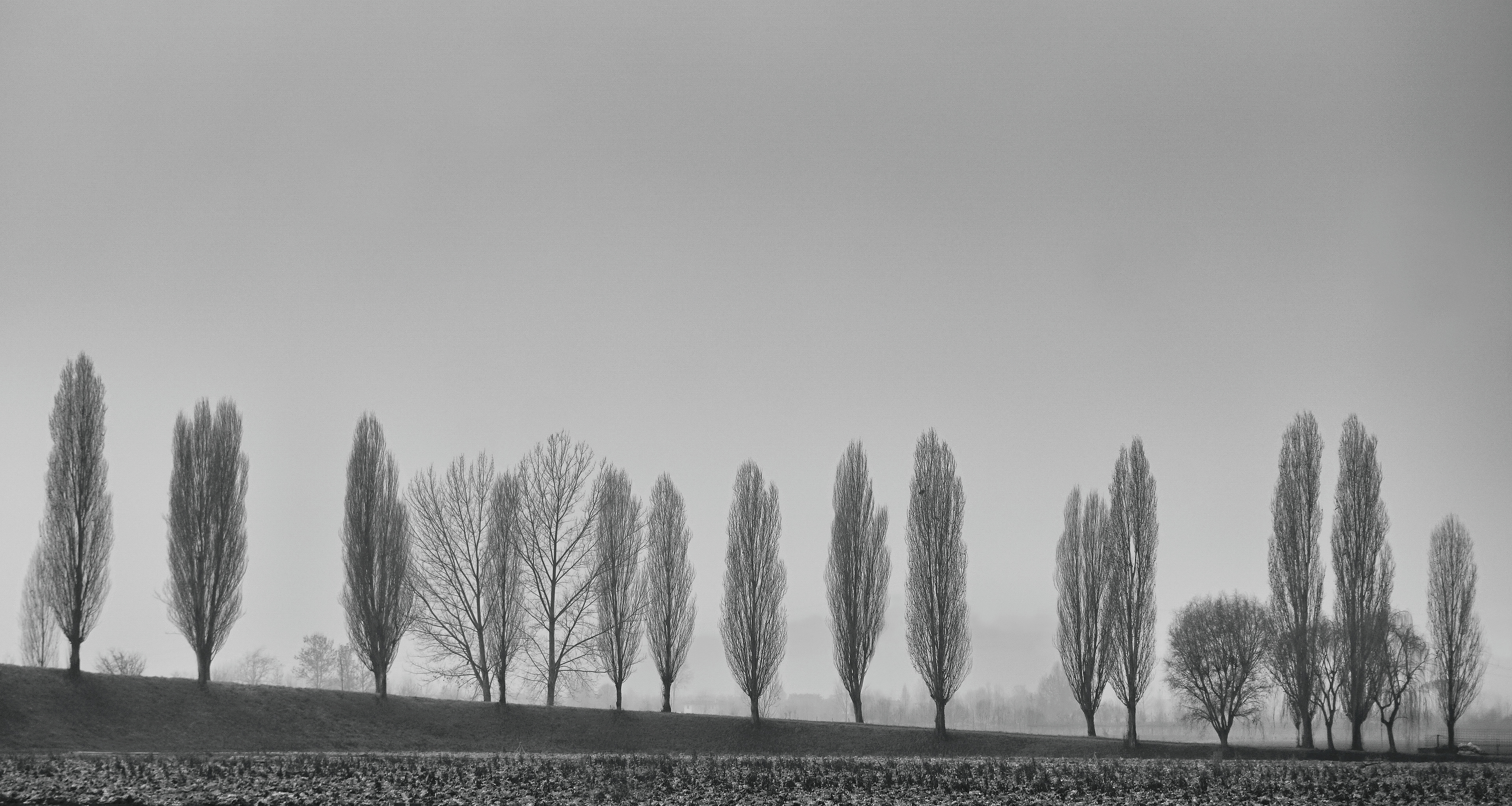 Feather Trees