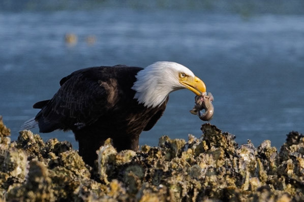 Eating Fish