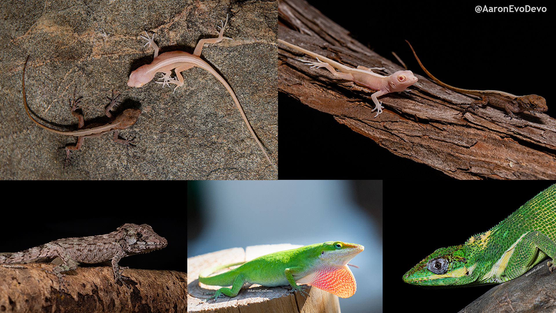 Several different anole species photographed by Aaron Alcala.