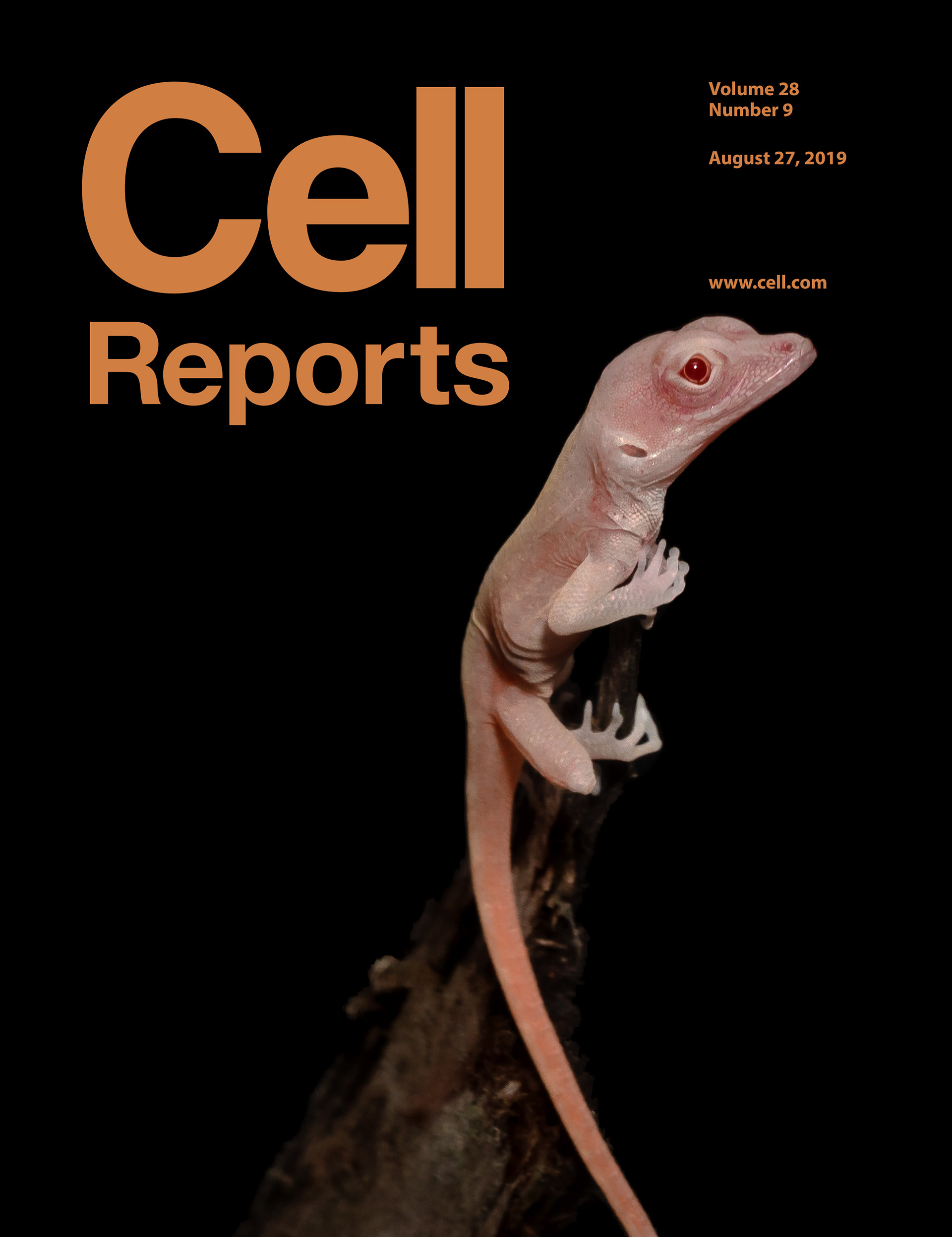 CRISPR-Cas9 gene editing has enabled direct manipulation of gene function in fish, amphibian, avian, and mammalian species. There is, however, an absence of reptilian model systems with effective tools to study gene function. Rasys et al. report a method that allows the generation of genetically modified lizards through the injection of Cas9 RNP into immature lizard oocytes. Here, we show a newly hatched albino Anolis lizard that carries CRISPR-Cas9-induced mutations in the tyrosinase gene. This photograph was taken by Aaron Alcala.
