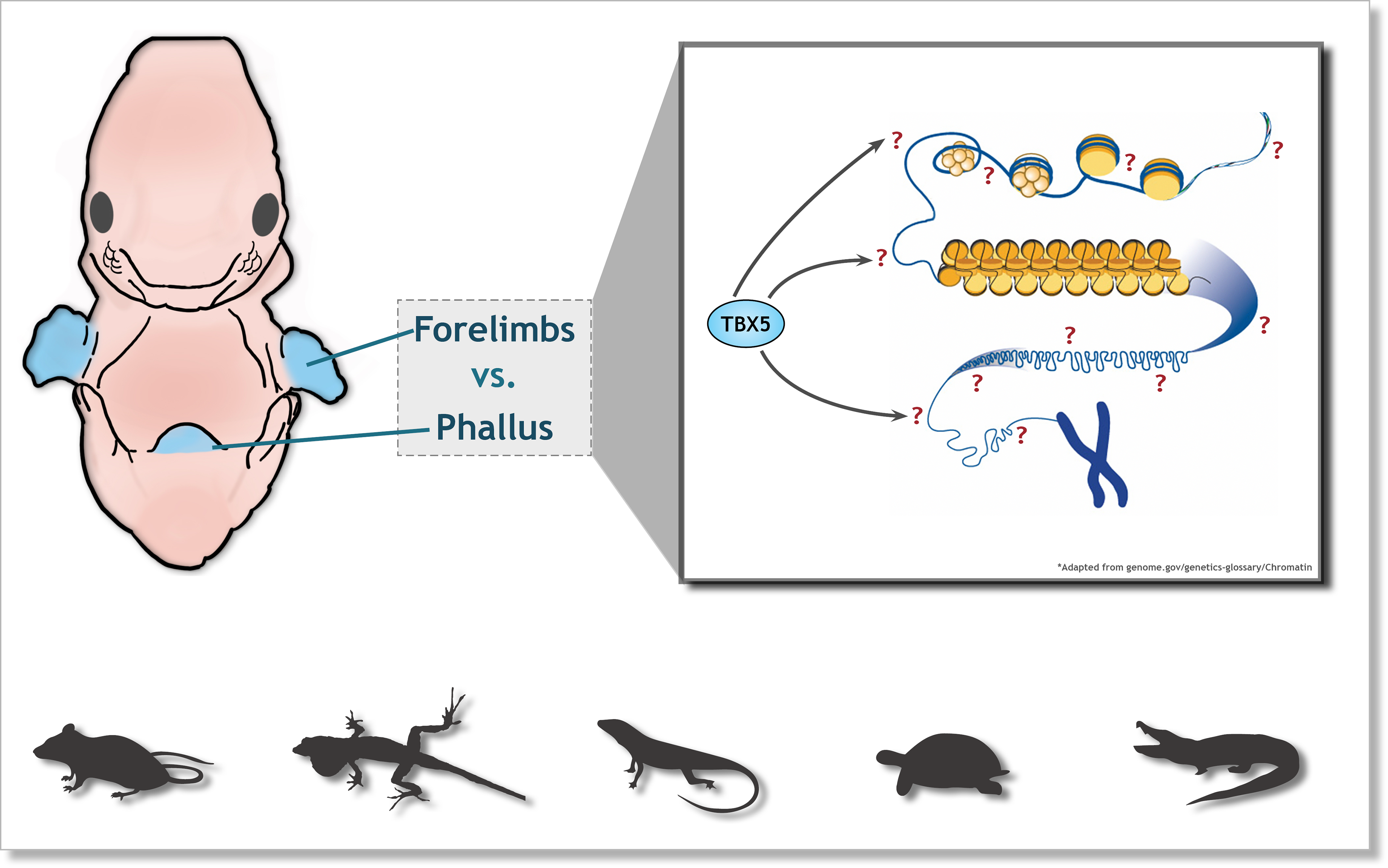 An illustration of a mouse embryo, with the forelimbs and genitalia highlighted. Adjacent is a box comparing these two appendage types. Within the box is the TBX5 protein, which is shown binding to many regions of a genome. Below the illustration are icons of species used in this study: mouse, brown anole, green anole, turtle, and alligator.