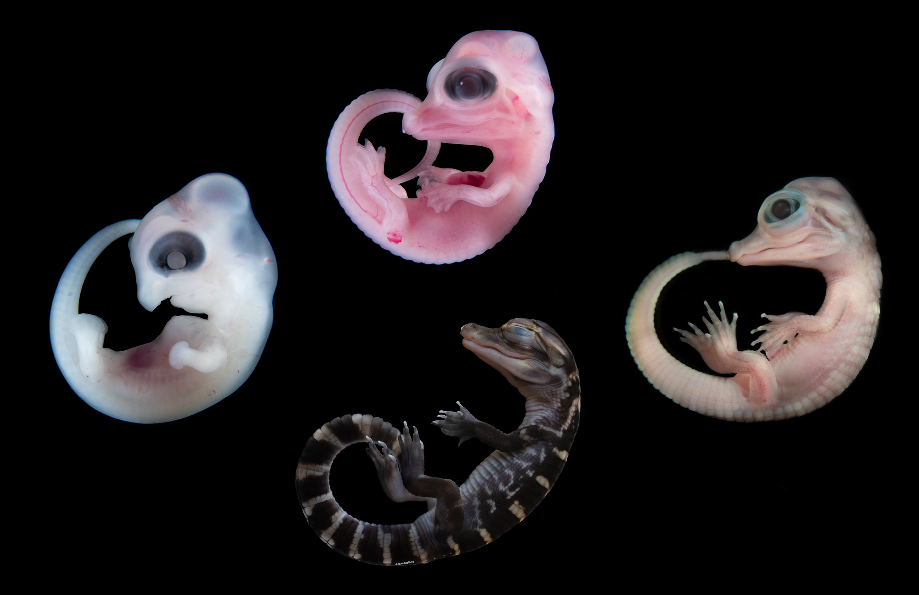 American alligator embryos at four stages of development (not to scale). Photos by Aaron Alcala.