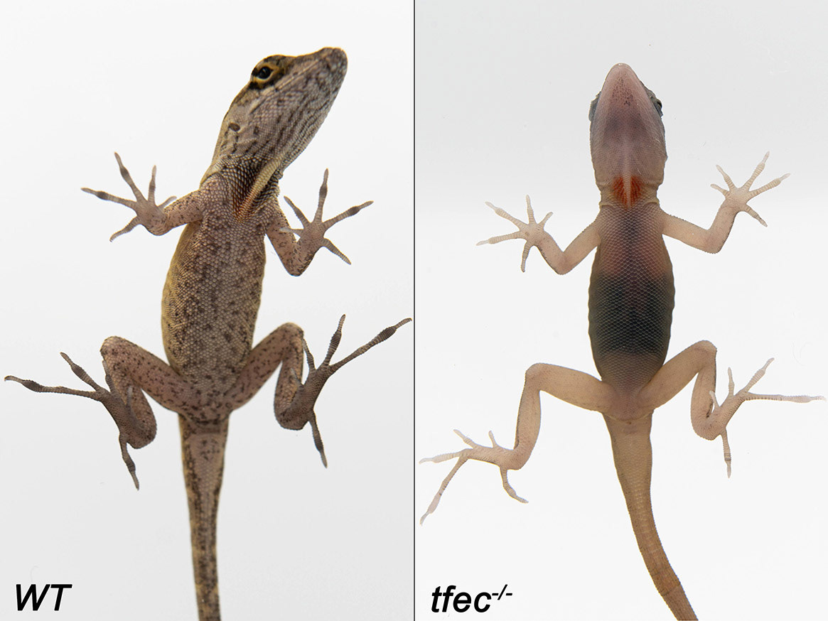 Our collaborators at McGill University studied the genomes of different ball pythons and found a mutation in a gene called "tfec" that is associated with the piebald color pattern. Our lab used CRISPR to create mutations in the tfec gene in anole lizards.T he WT is a wild-type brown anole. Wild type just means it displays the most common trait(s) seen in nature. The lizard on the right has a mutation in the tfec gene. Mutant lizards lack pigmentation in the snout and limbs. We also found that they lack iridophores, a type of pigment-producing cell that reflects light. This makes the tfec mutant skin partially translucent, allowing bones and large blood vessels to become more visible in certain parts of the body.