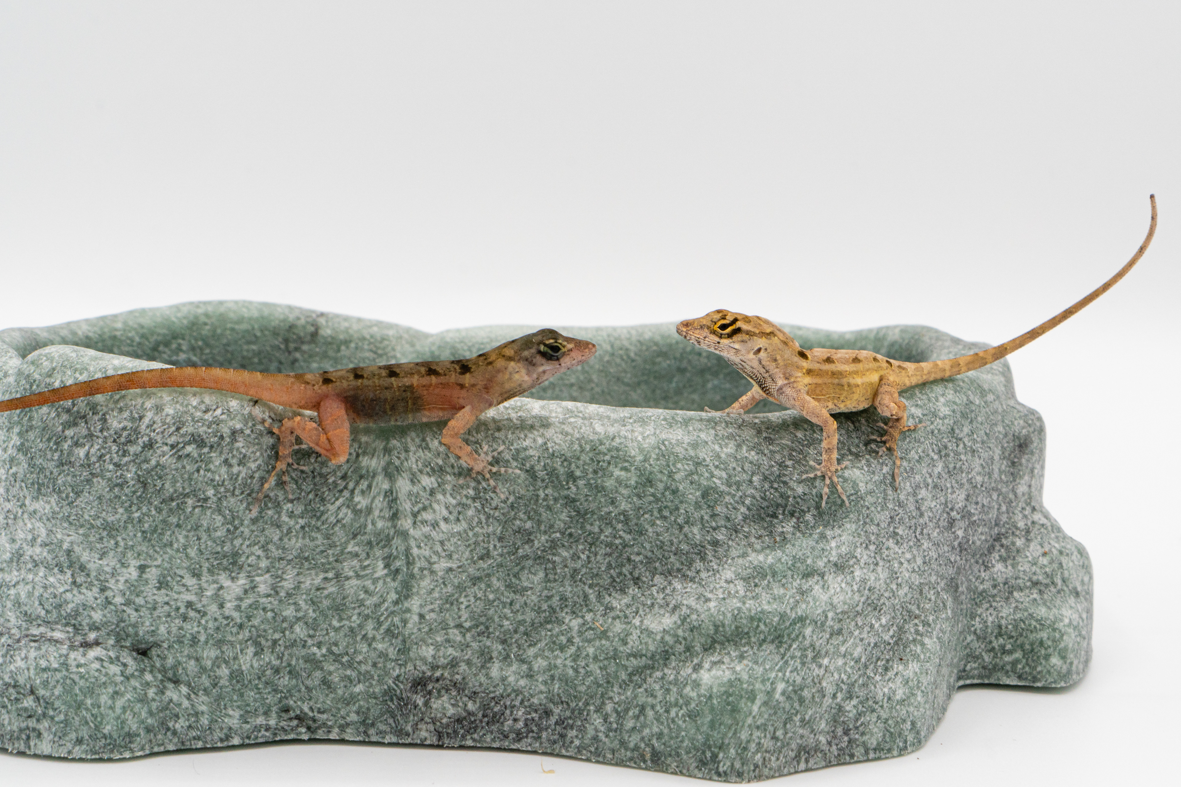 A wild-type brown anole (right) laying on a rock next to a brown anole with a mutation in the tfec gene (left). The tfec mutant lizard lacks pigmentation in the snout and limbs.