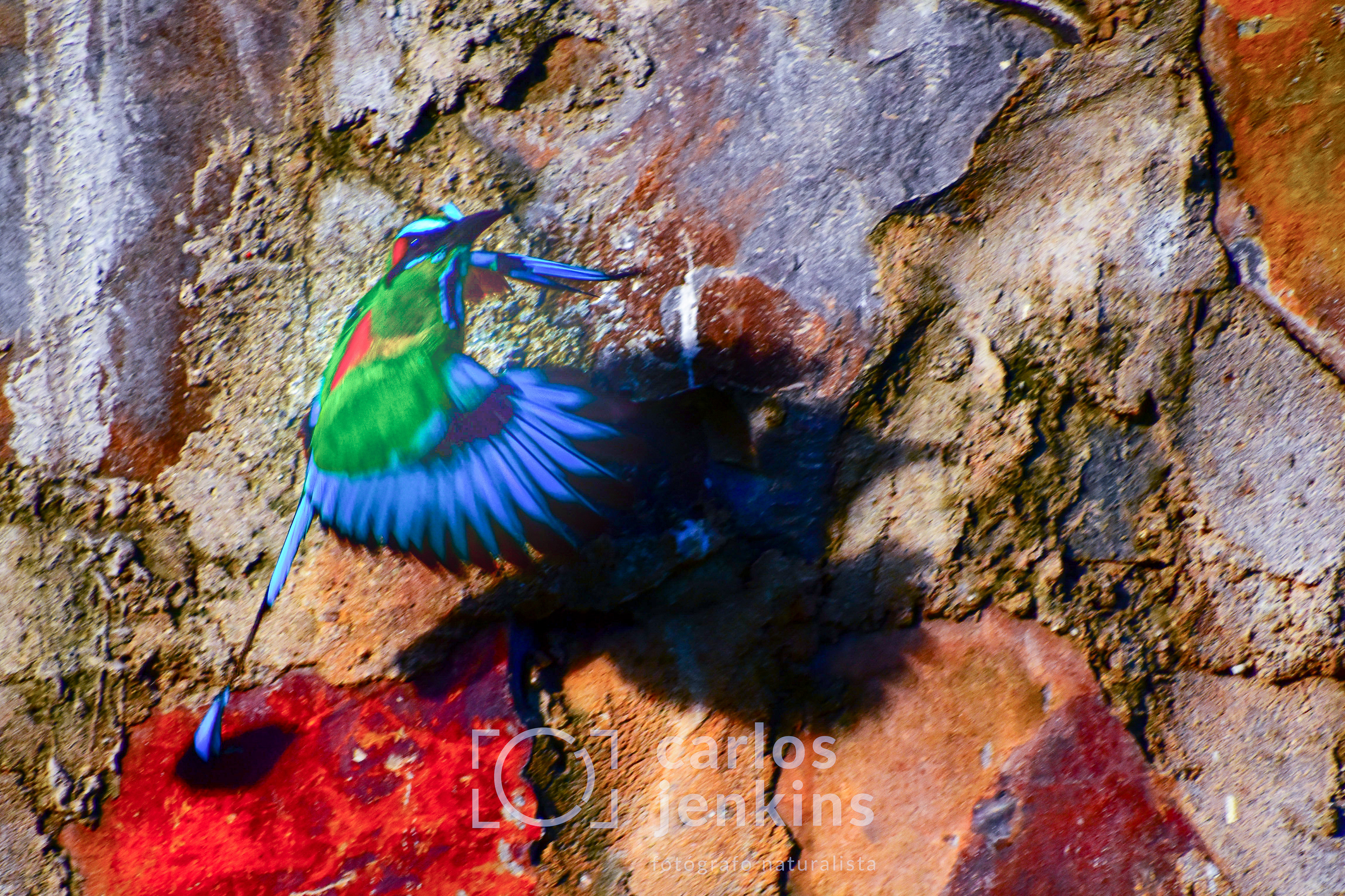 Turquoise-Browed Motmot ( Eumomota superciliosa )