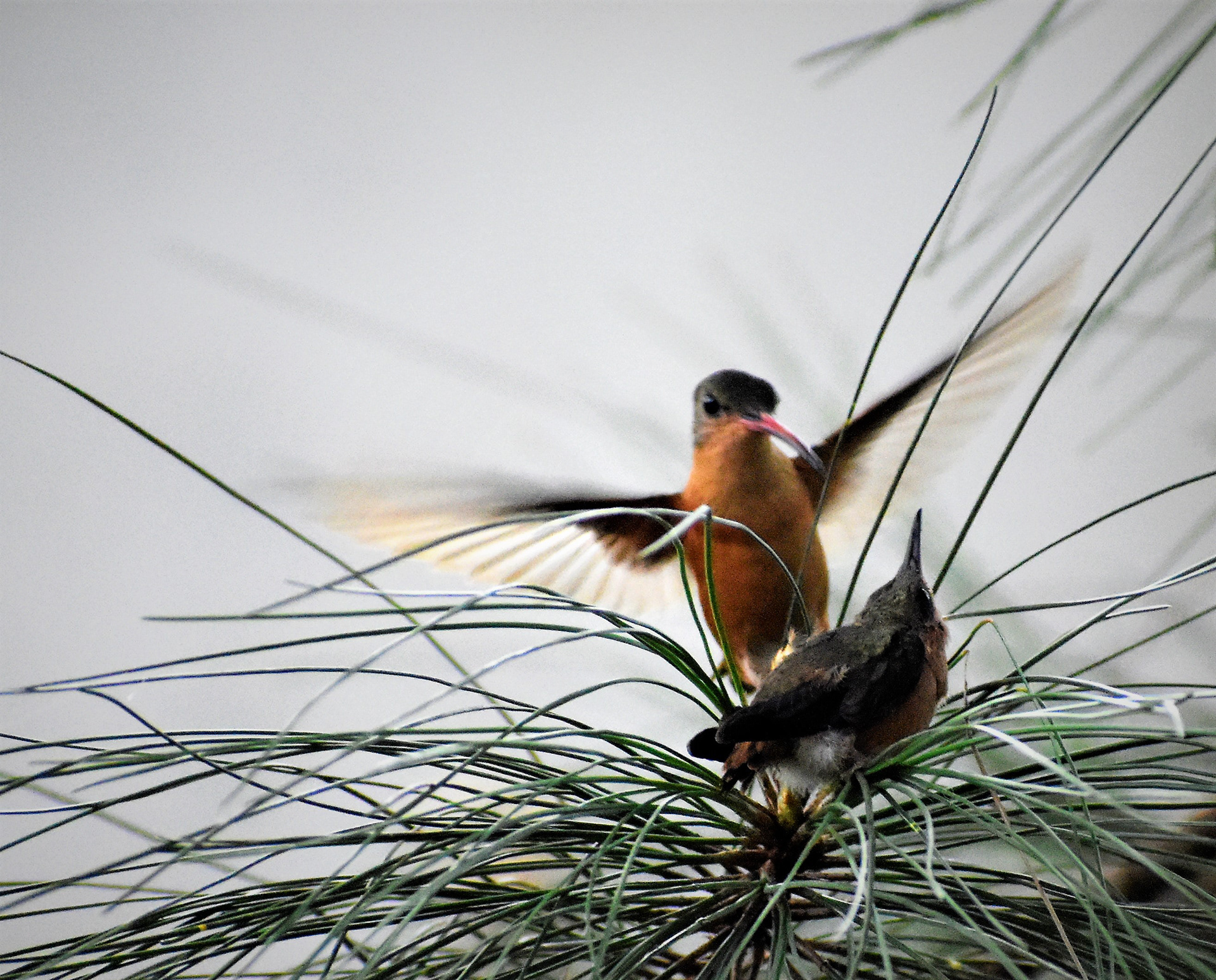Colibri canelo