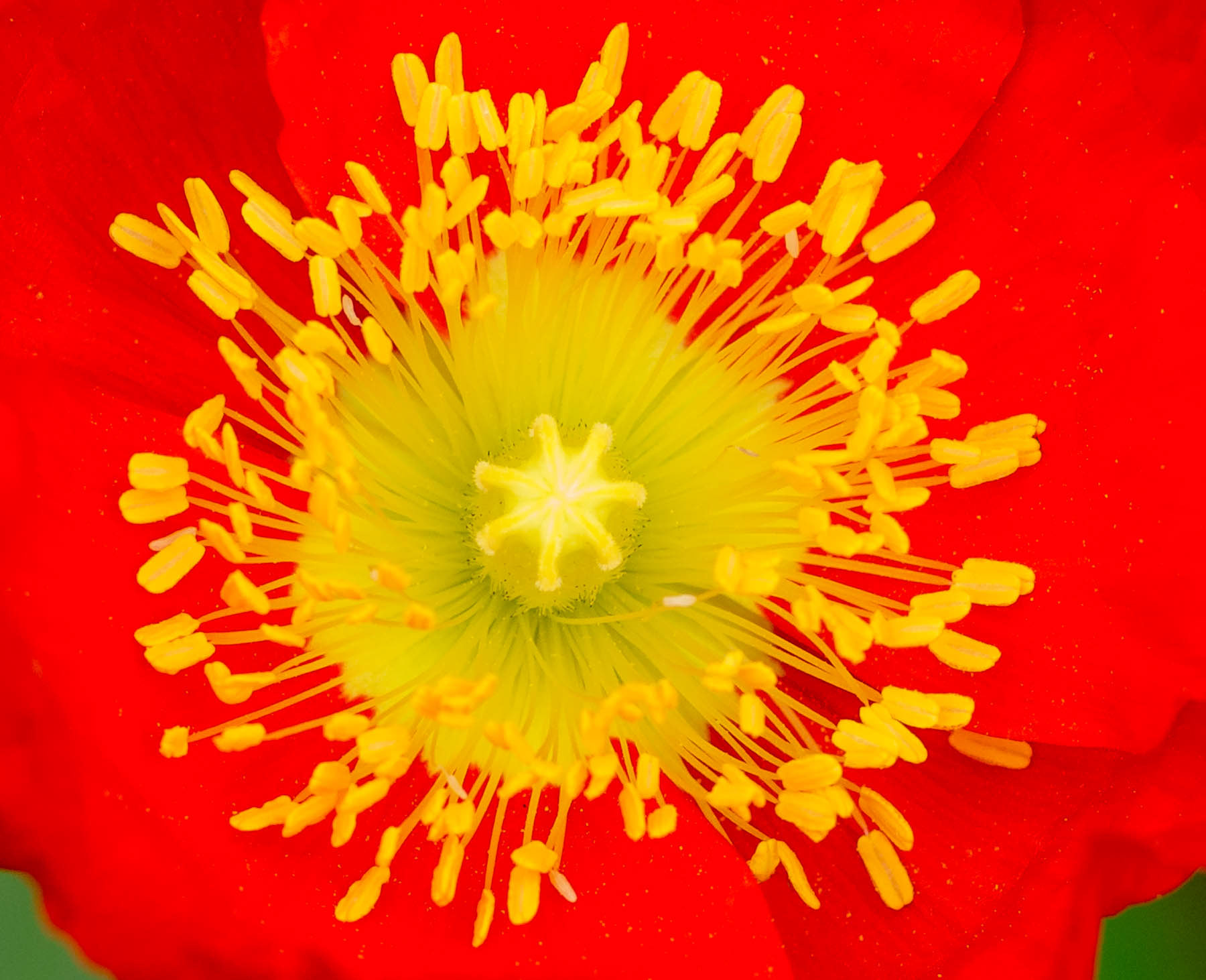 Poppy