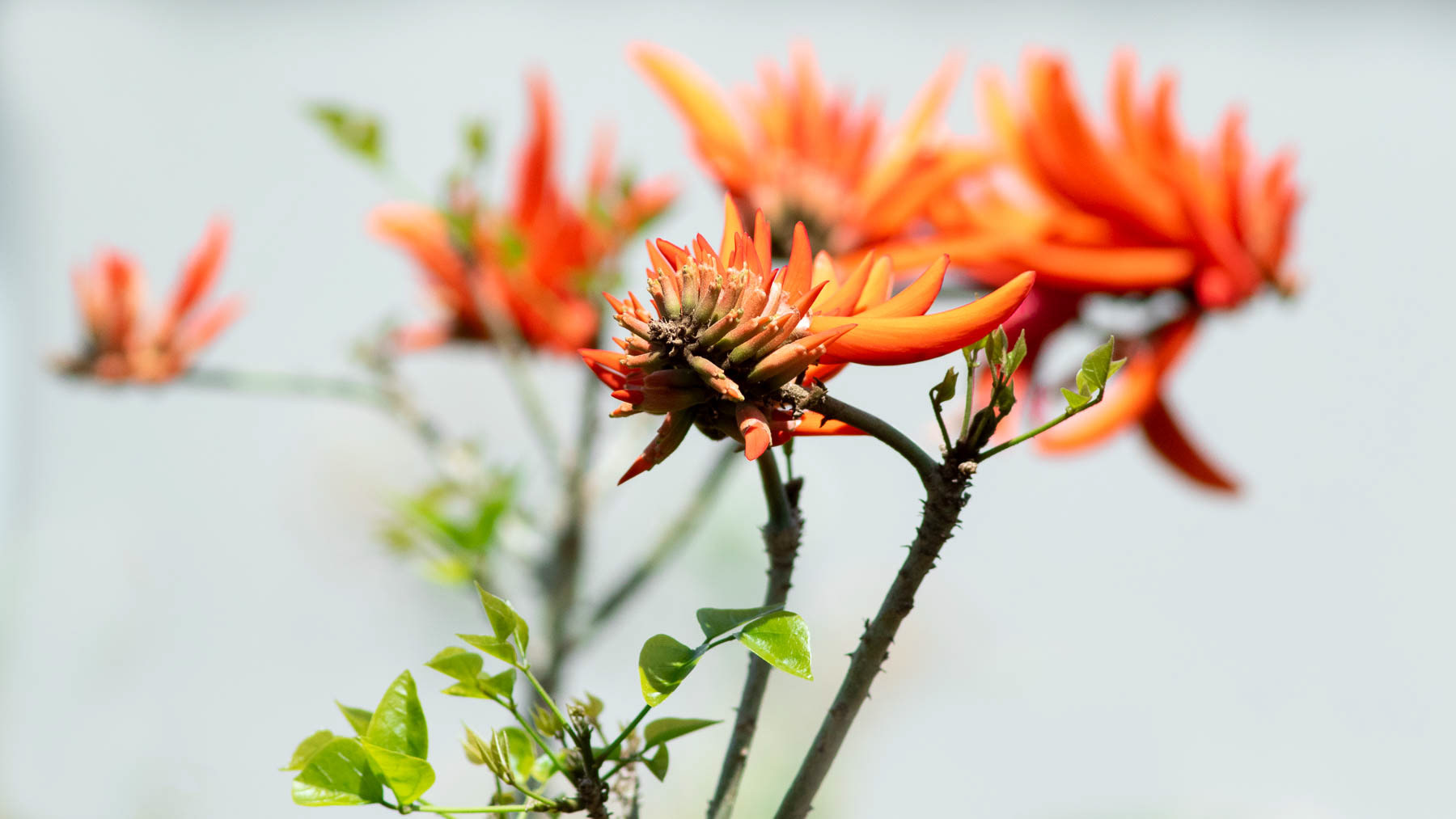 Erythrina Caffra #4